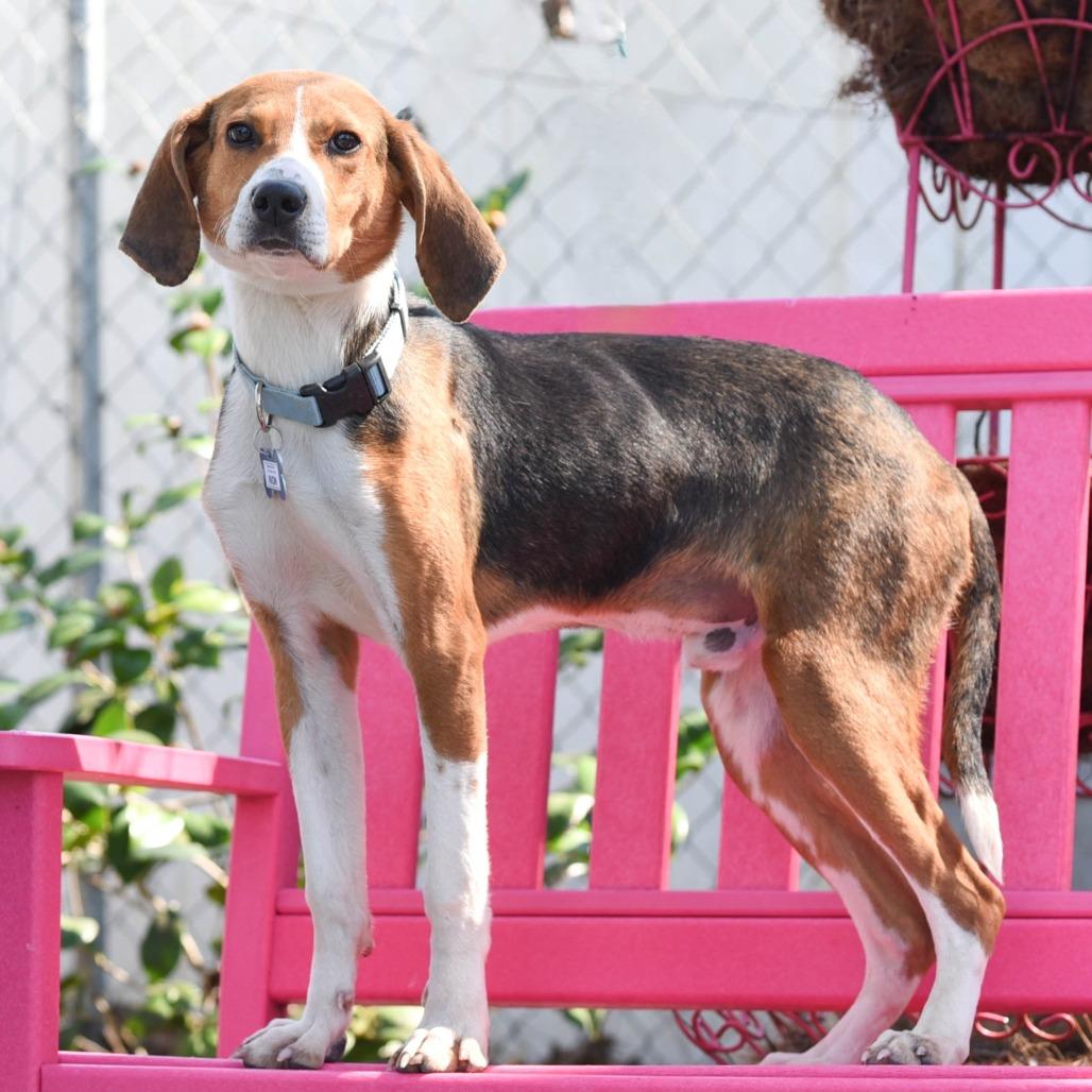 Enlarge Rion, a Adoptable Hound in Wake Forest, NC image 3/6