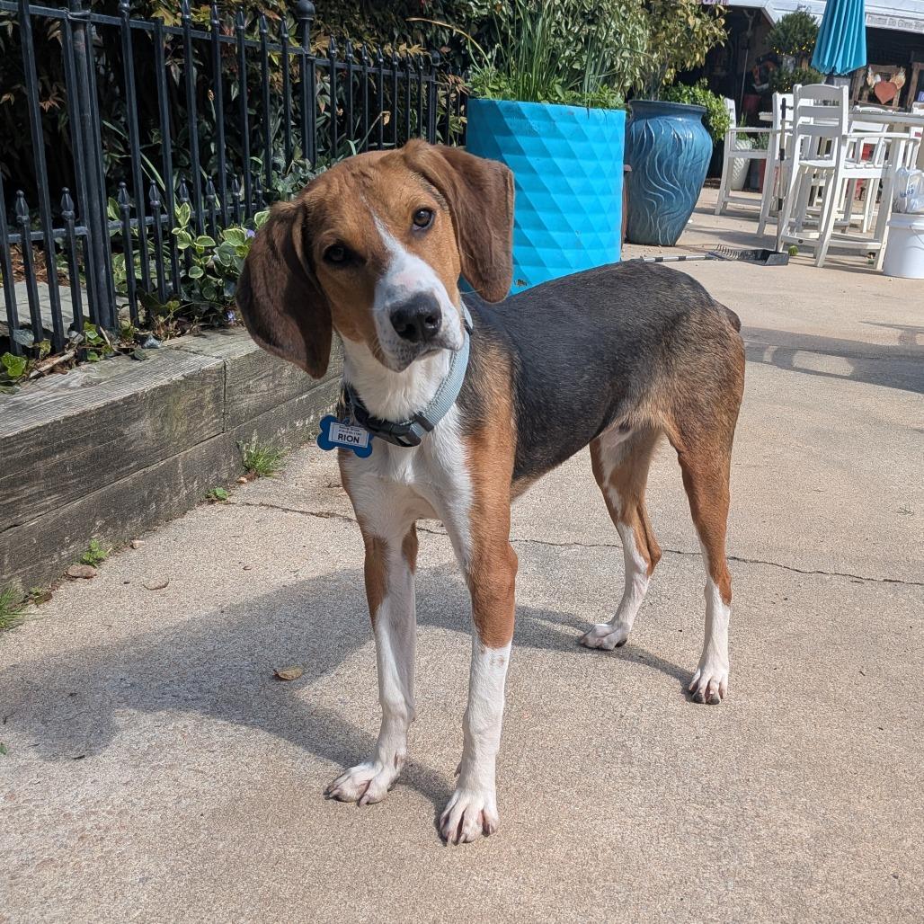 Enlarge Rion, a Adoptable Hound in Wake Forest, NC image 4/6