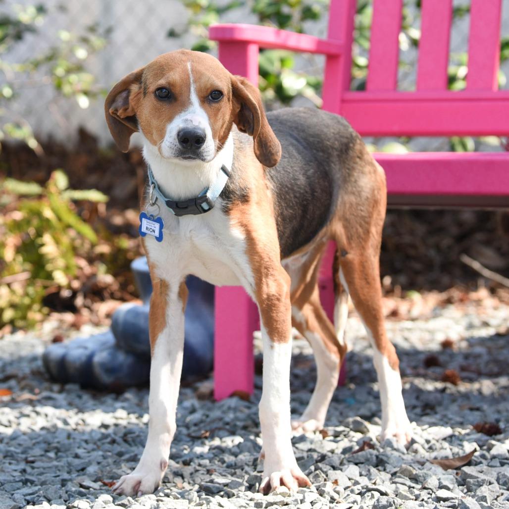Enlarge Rion, a Adoptable Hound in Wake Forest, NC image 5/6