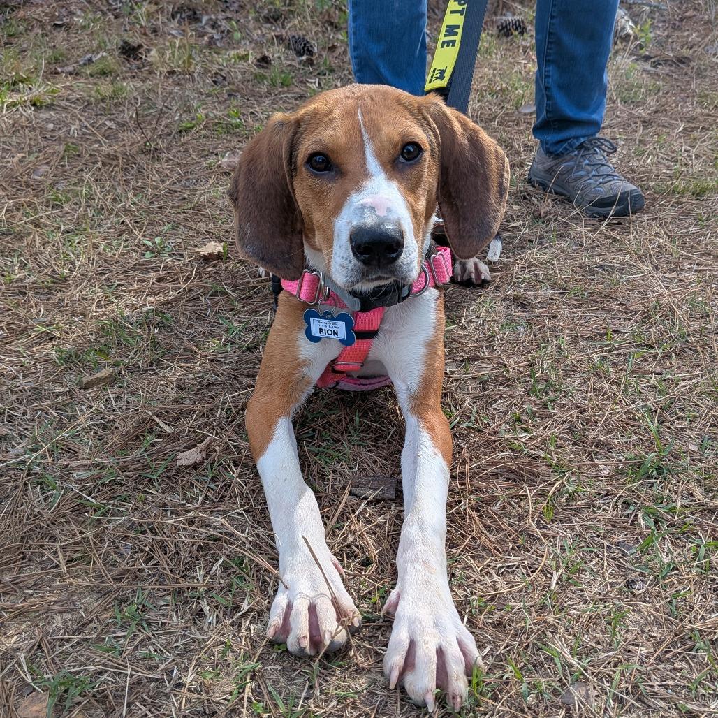 Enlarge Rion, a Adoptable Hound in Wake Forest, NC image 6/6