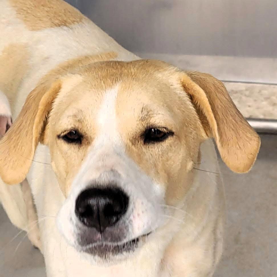 Butters, Adopted, Adult Female Mixed Breed.
