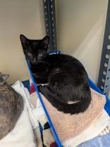 Luna, adoptable, Young Female Domestic Short Hair.