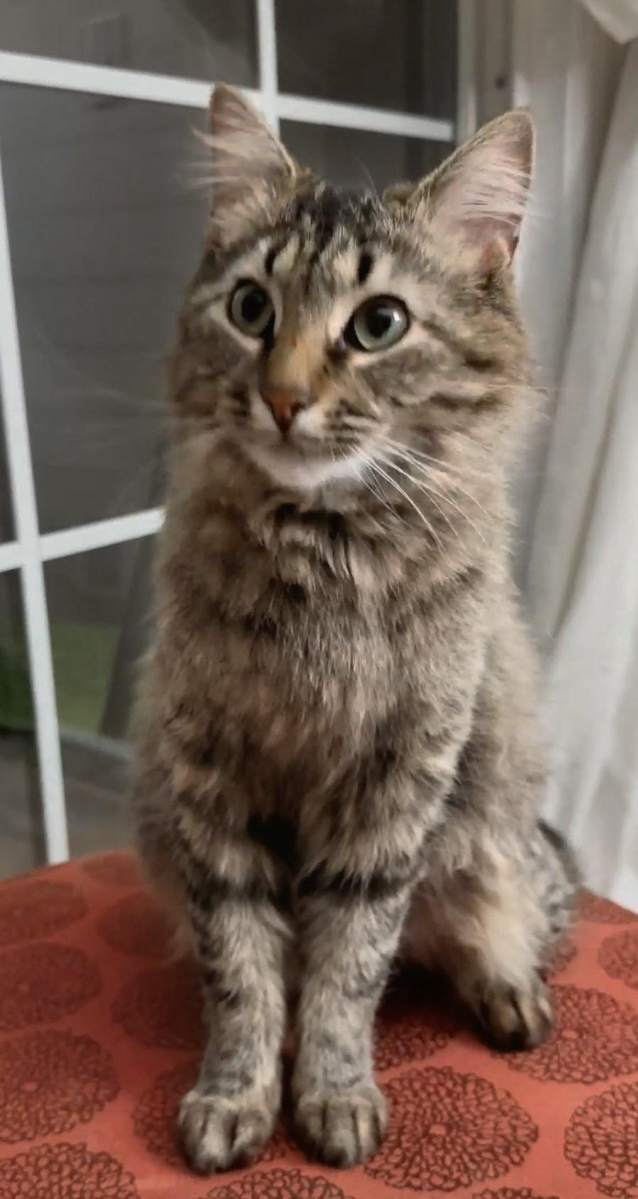 Caliope - Sweet and affectionate, a Adoptable Domestic Long Hair in Muskego, WI image 1/6