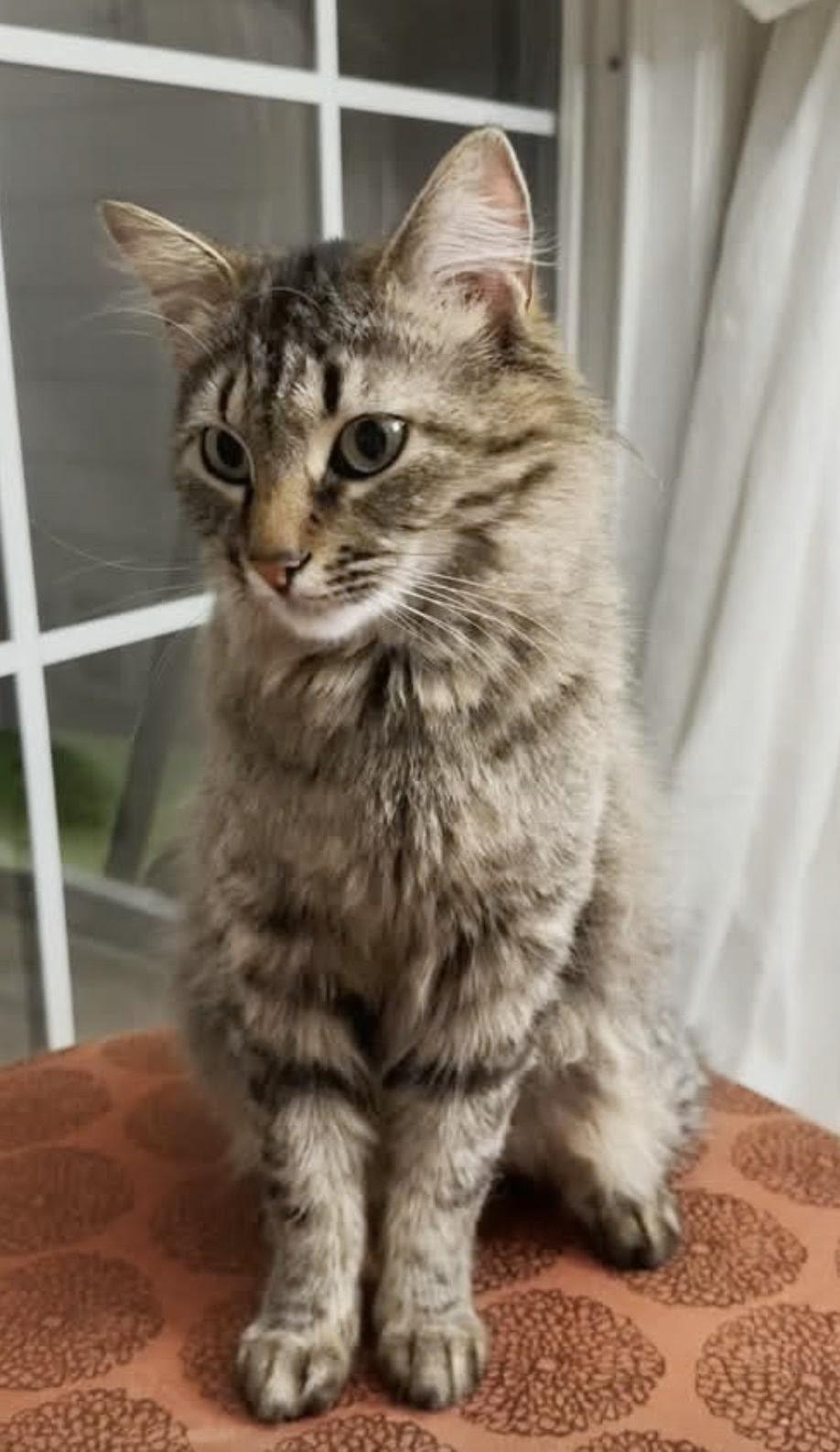 Caliope - Sweet and affectionate, a Adoptable Domestic Long Hair in Muskego, WI image 6/6