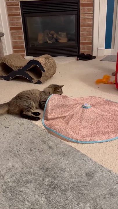 Enlarge Caliope - Sweet and affectionate, a Adoptable Domestic Long Hair in Muskego, WI video 3/6