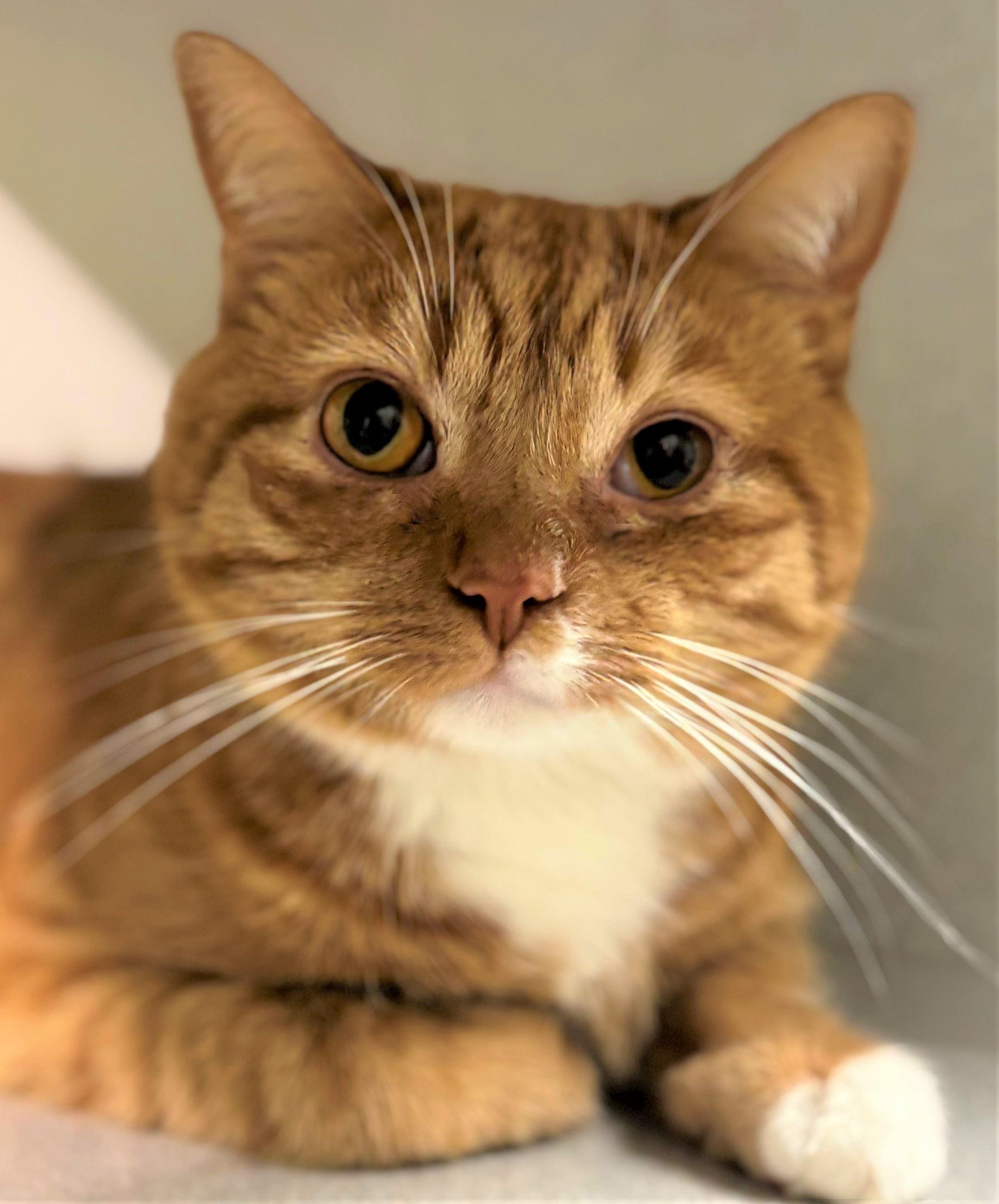 Enlarge Archie, a ADOPTABLE Domestic Short Hair in Iowa City, IA image 1/2