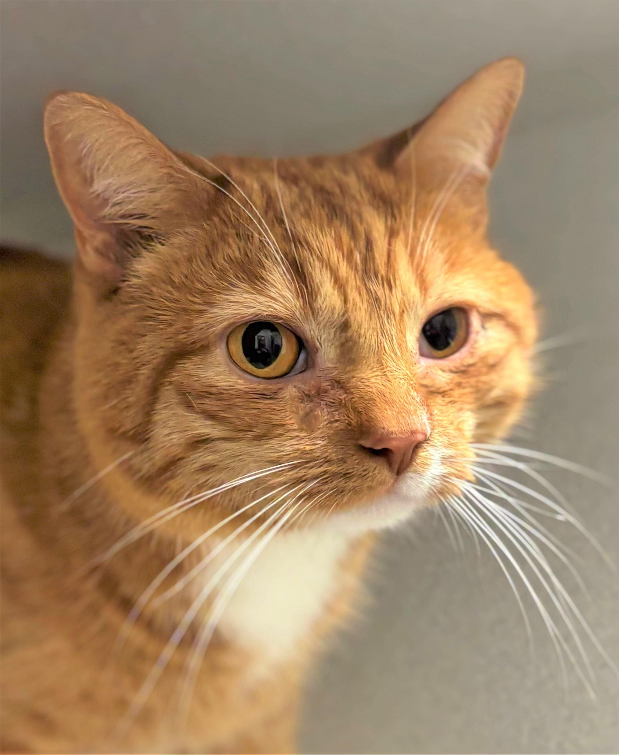 Enlarge Archie, a ADOPTABLE Domestic Short Hair in Iowa City, IA image 2/2