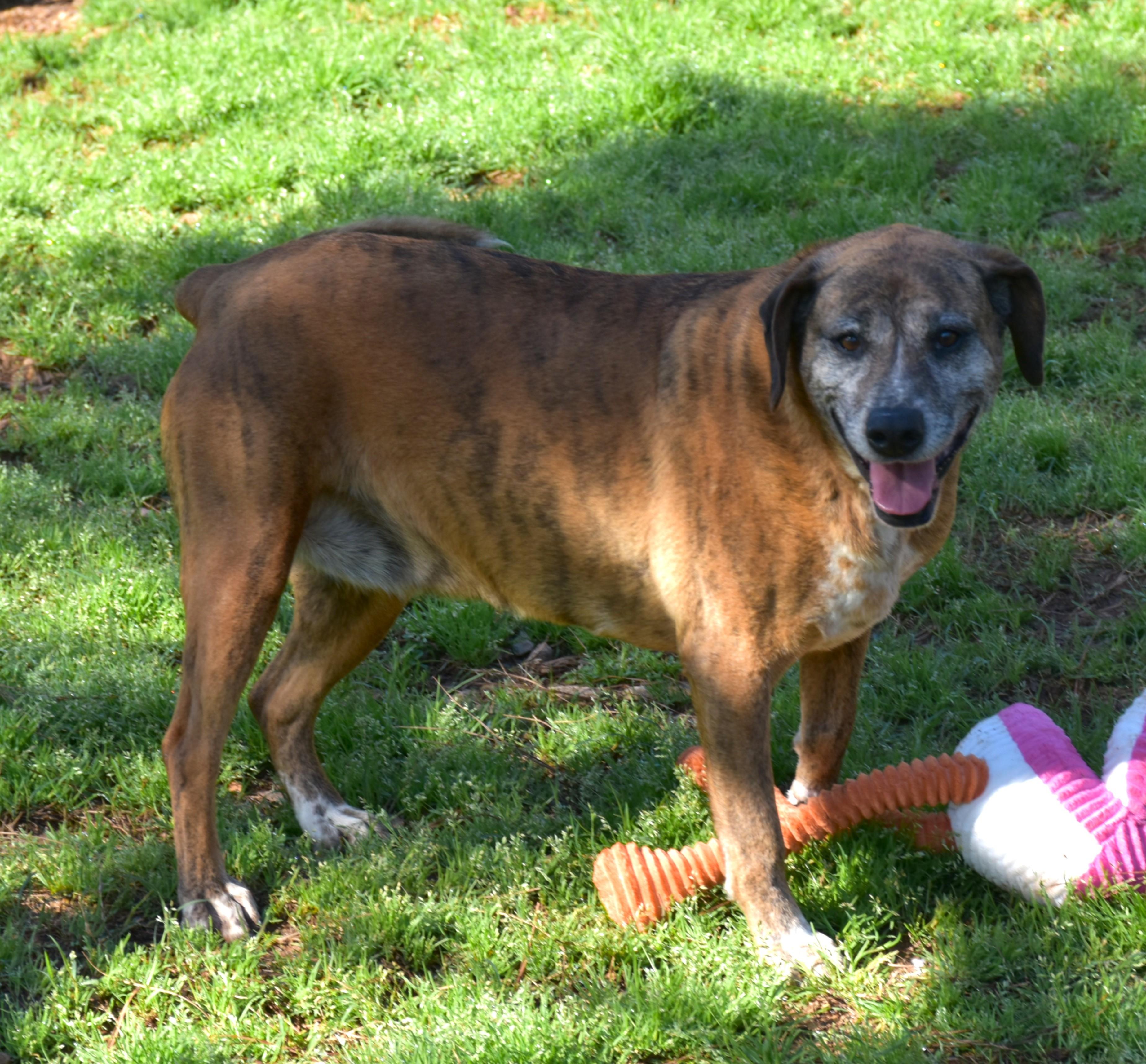Jill, a ADOPTABLE mixed breed in Wedowee, AL image 6/6