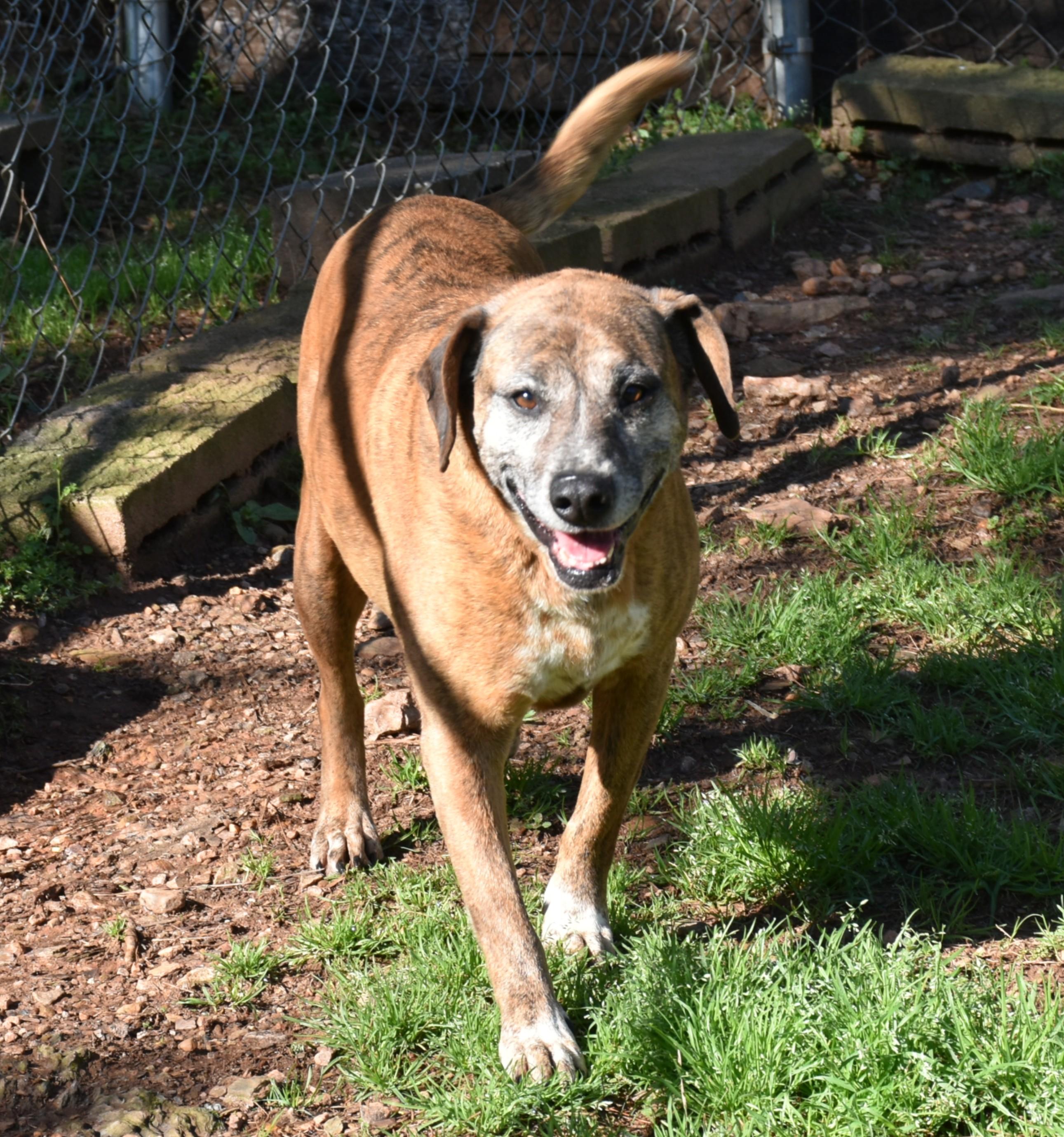 Jill, a ADOPTABLE mixed breed in Wedowee, AL image 5/6