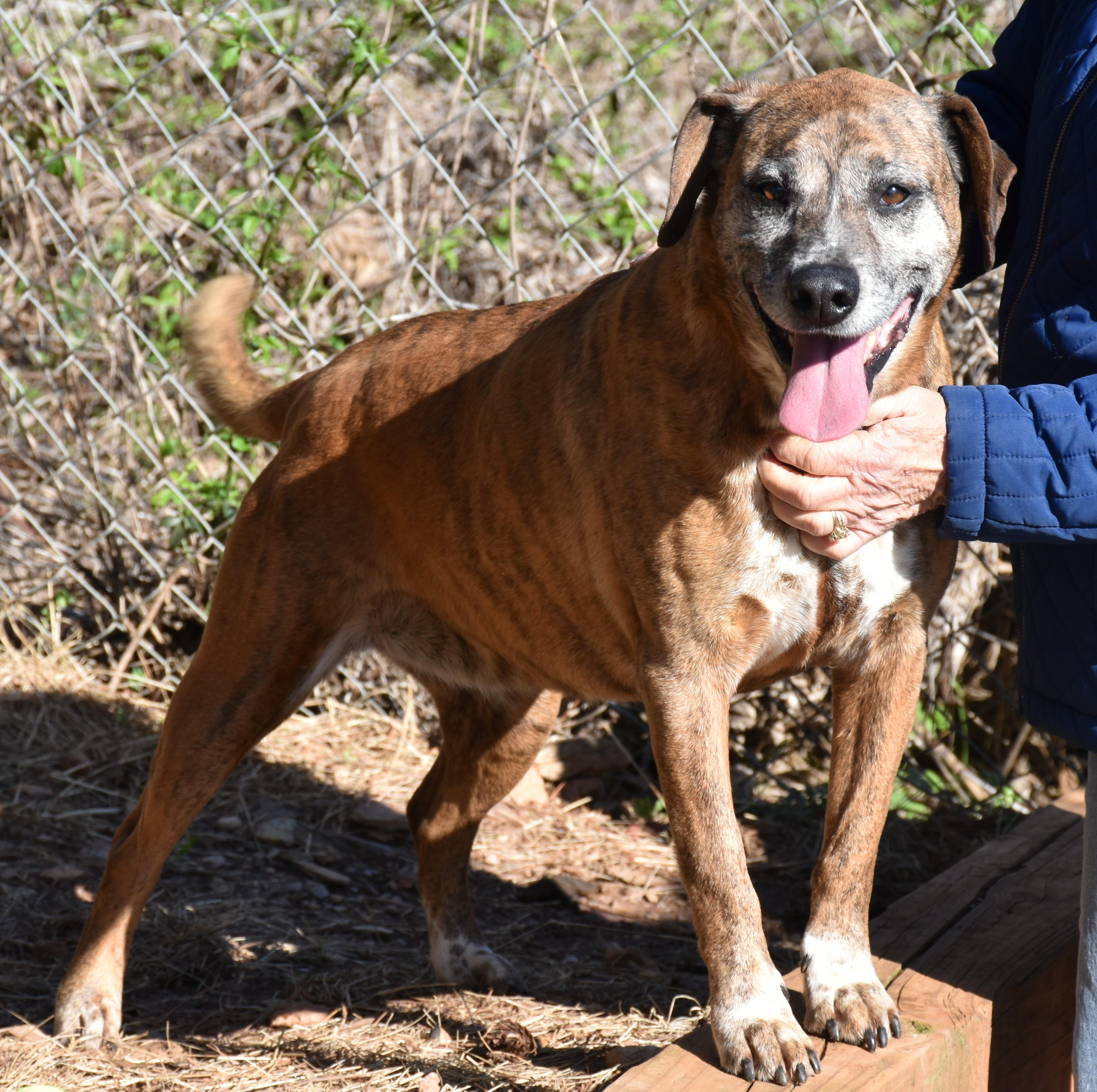 Jill, a ADOPTABLE mixed breed in Wedowee, AL image 2/6