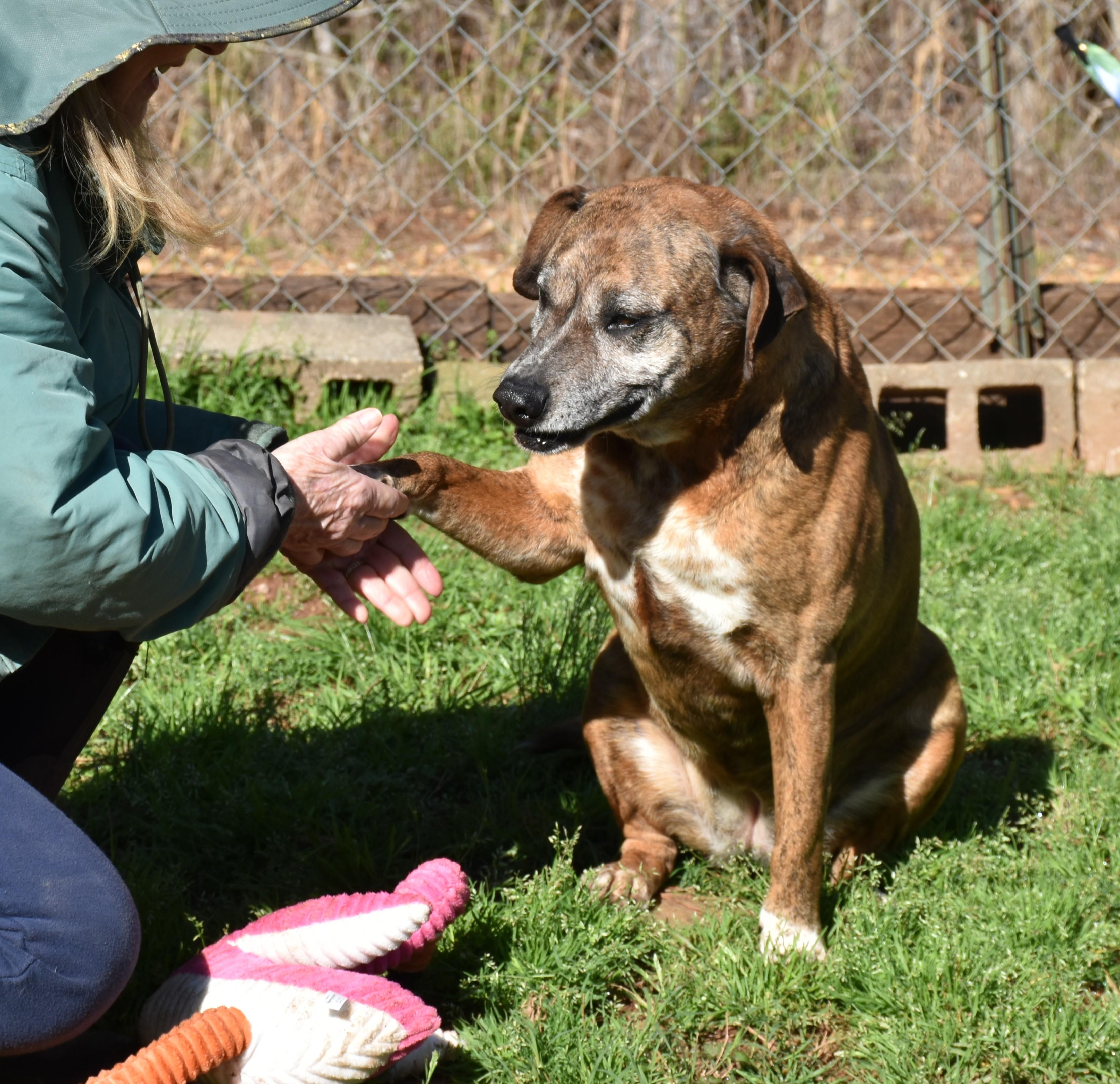 Jill, a ADOPTABLE mixed breed in Wedowee, AL image 3/6