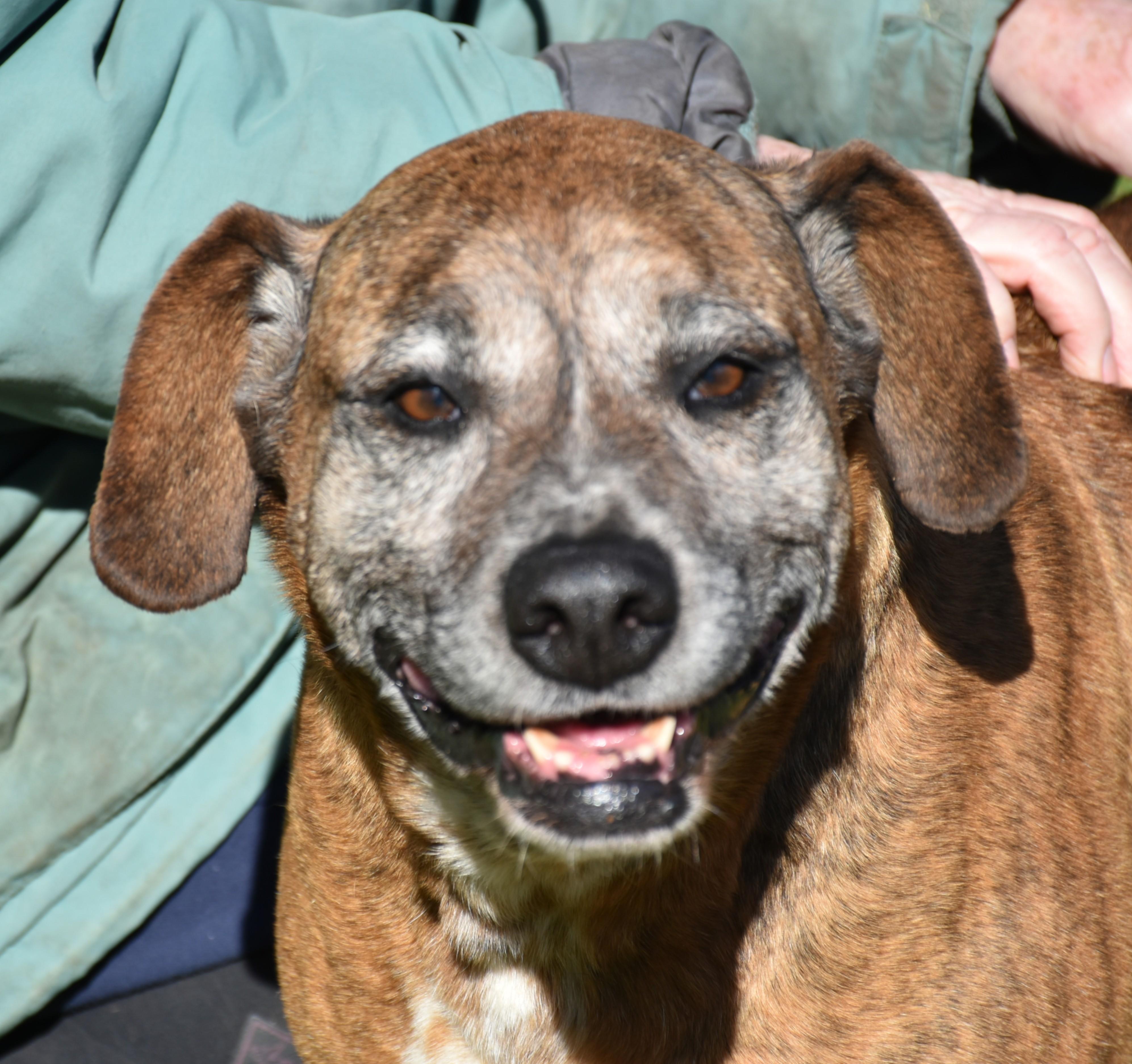 Jill, a ADOPTABLE mixed breed in Wedowee, AL image 4/6