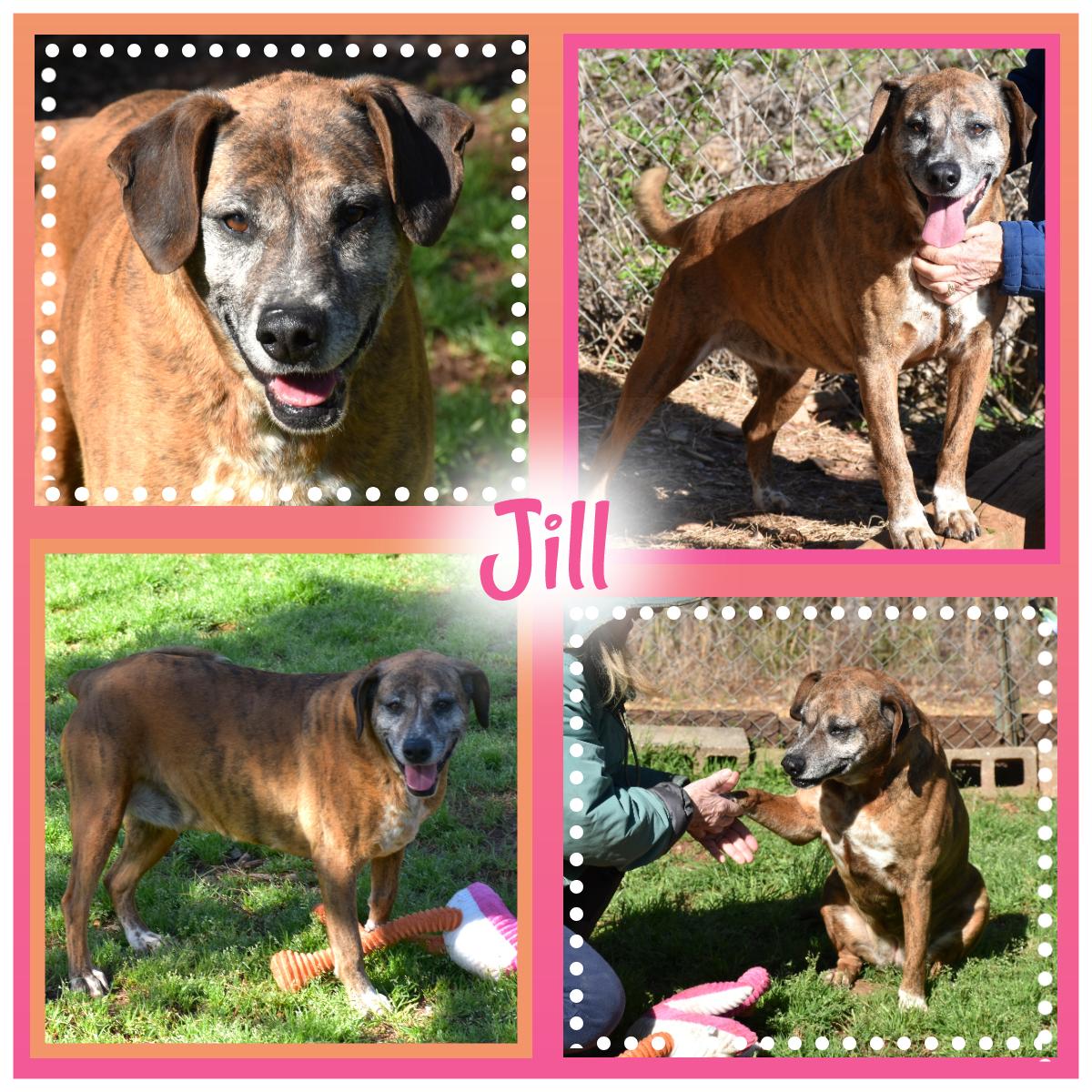 Jill, ADOPTABLE, Adult Female Labrador Retriever.