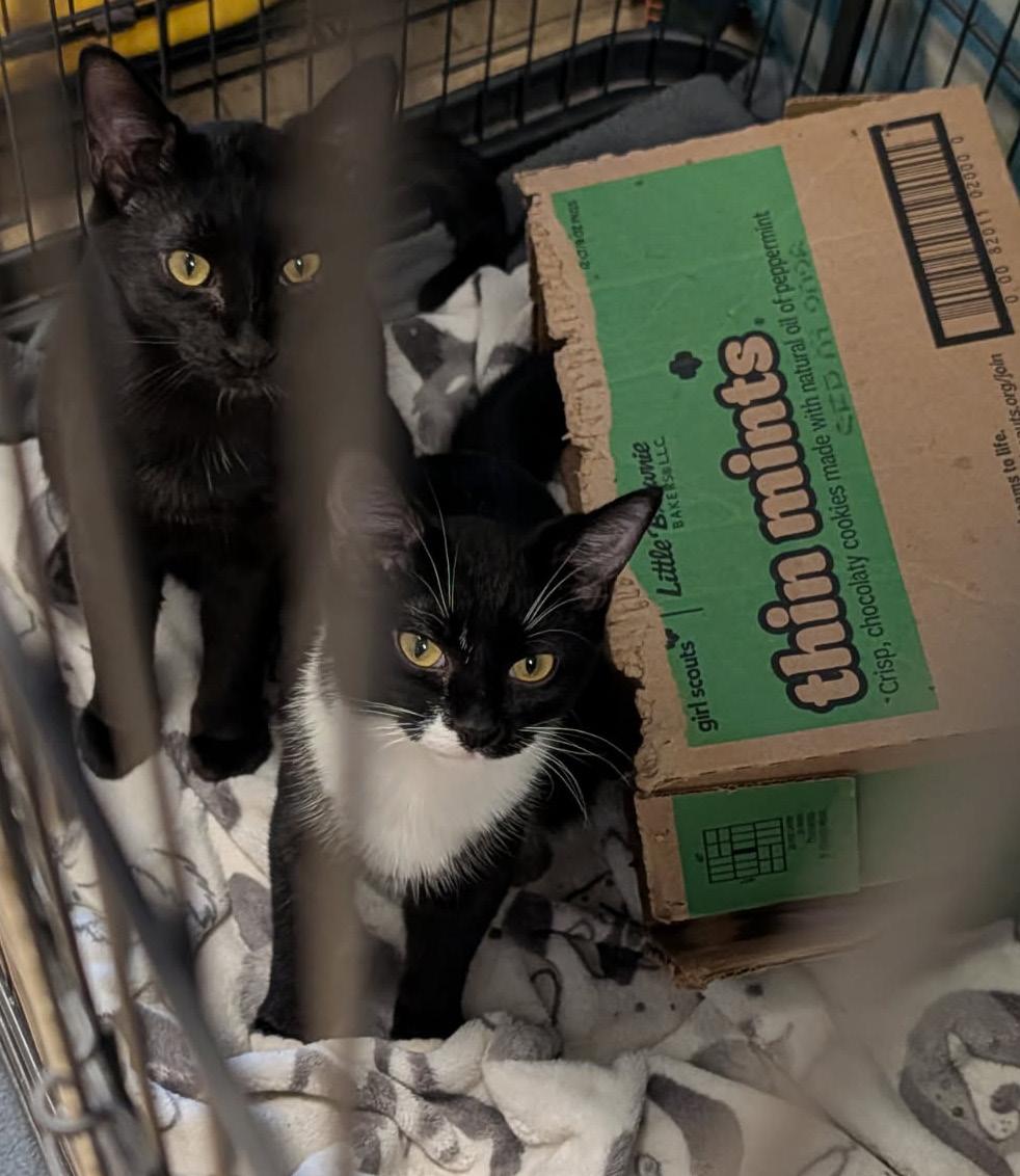 Hamate aka Hammy & Crista Galli (Neutered/Spayed) (Bonded Pair) Photos 3/19/2026), adopted, Young Male Domestic Short Hair.