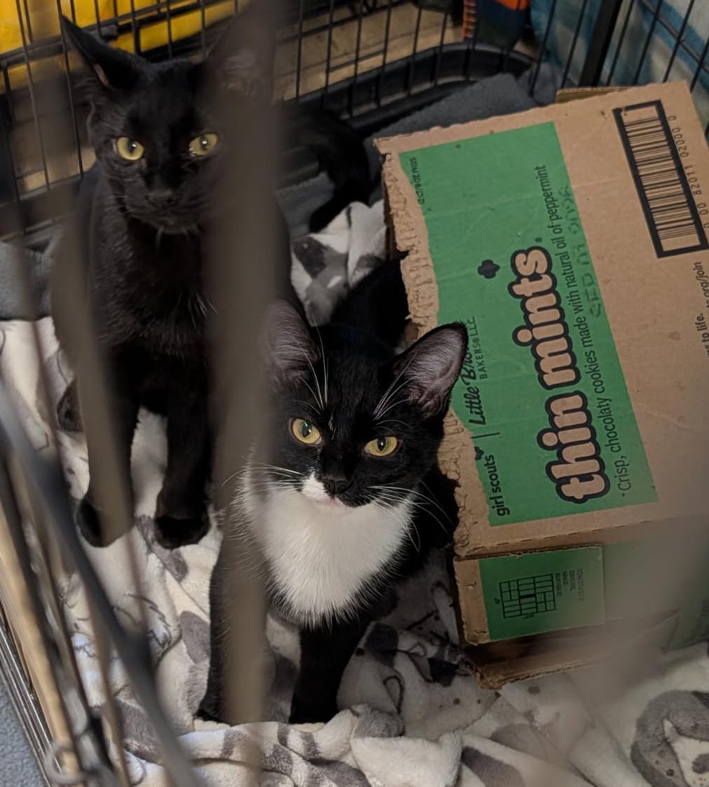 Enlarge Hamate aka Hammy & Crista Galli (Neutered/Spayed) (Bonded Pair) Photos 3/19/2026), an adopted Domestic Short Hair in Marietta, OH image 2/4