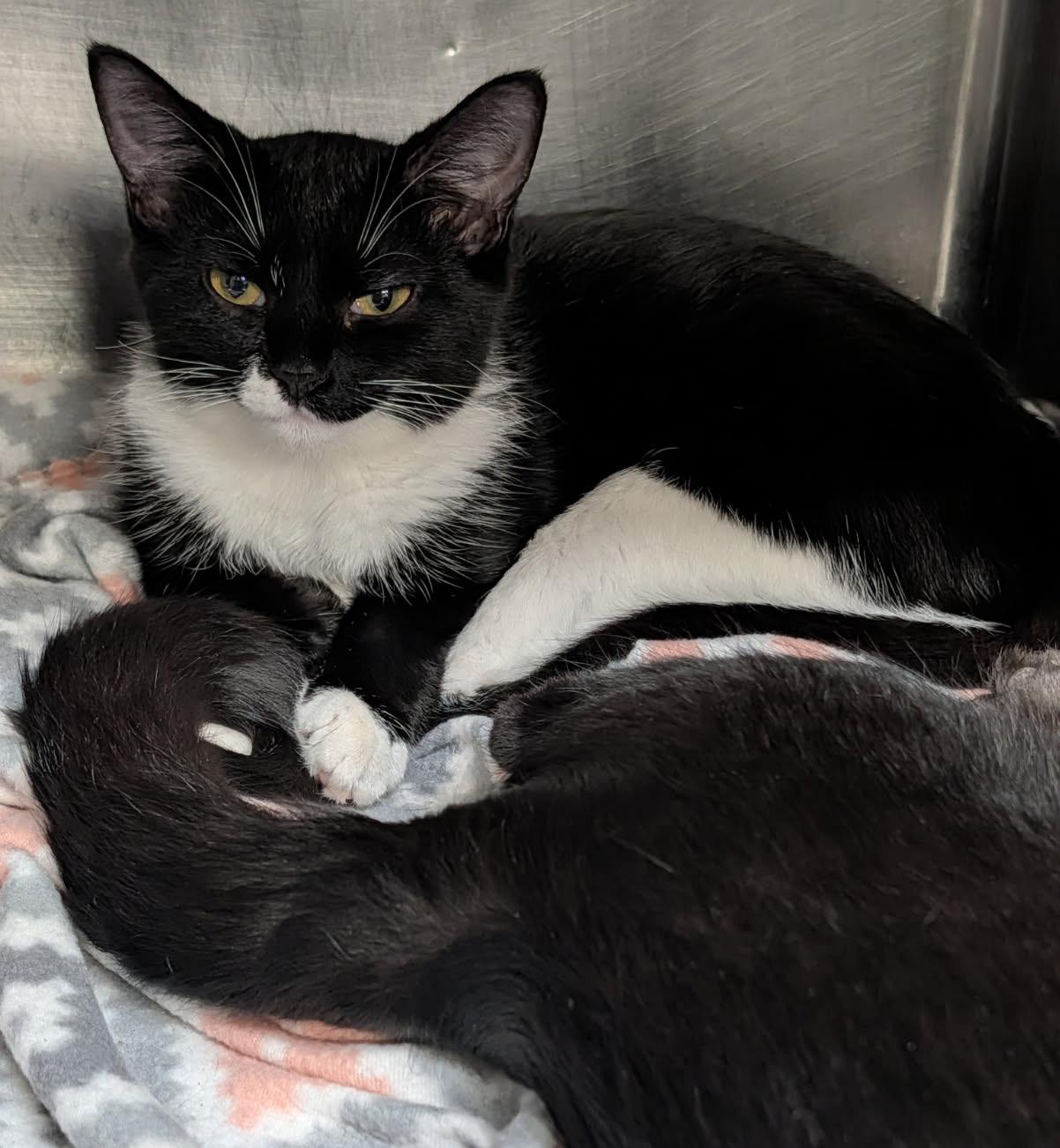 Enlarge Hamate aka Hammy & Crista Galli (Neutered/Spayed) (Bonded Pair) Photos 3/19/2026), an adopted Domestic Short Hair in Marietta, OH image 4/4