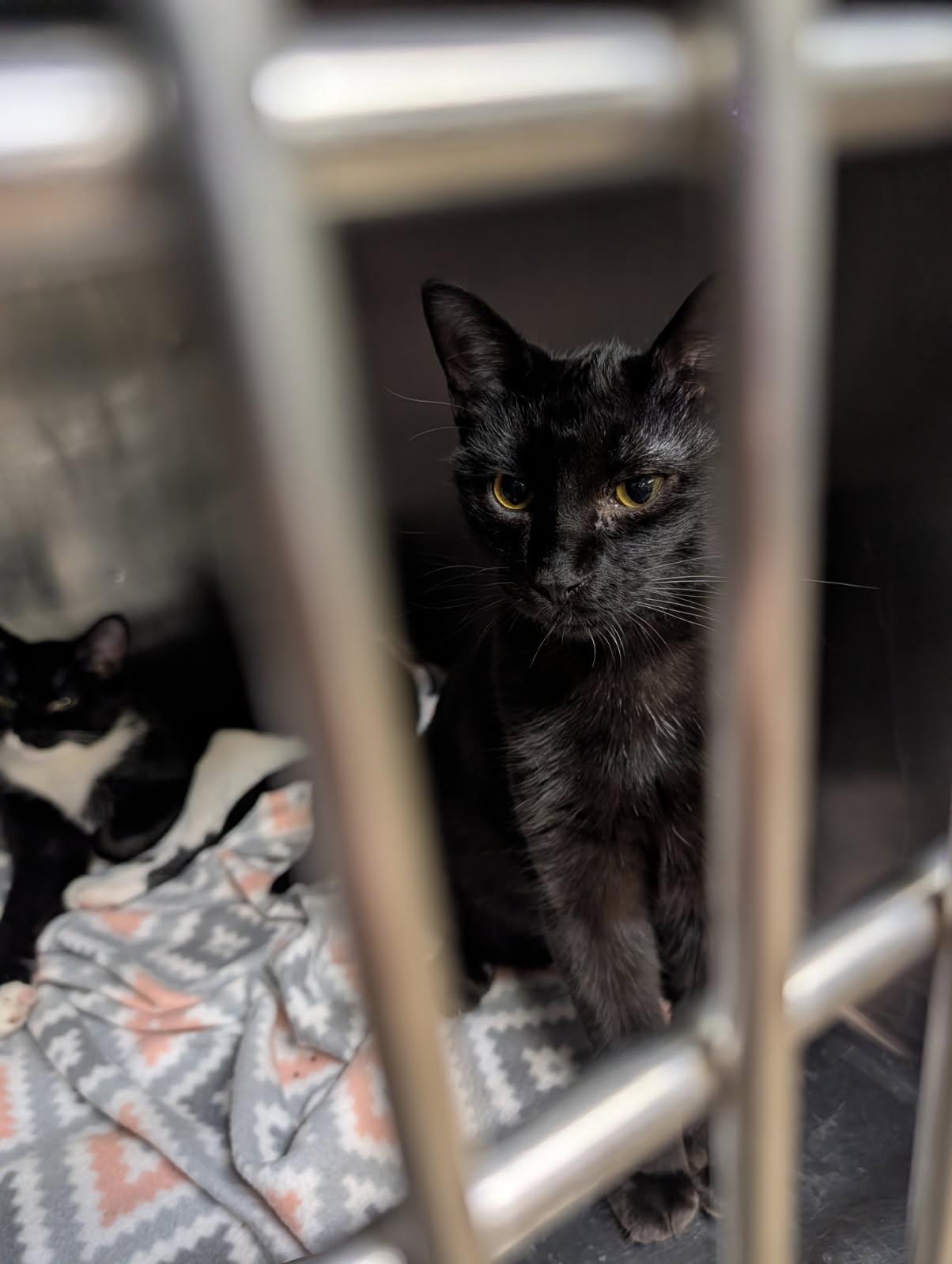 Enlarge Hamate aka Hammy & Crista Galli (Neutered/Spayed) (Bonded Pair) Photos 3/19/2026), an adopted Domestic Short Hair in Marietta, OH image 3/4