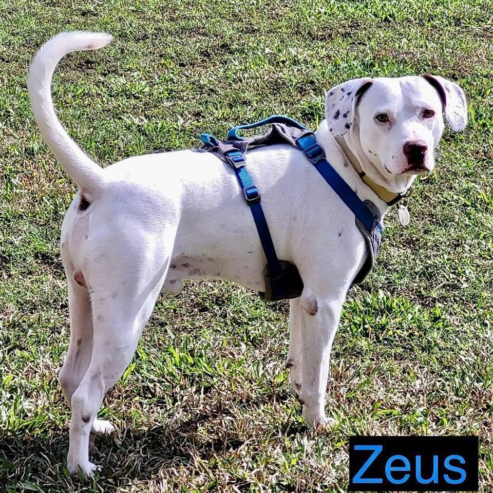 ZEUS
