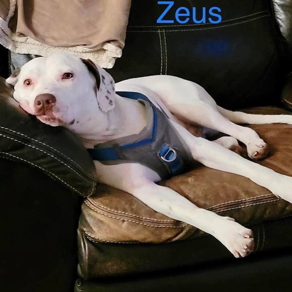 ZEUS