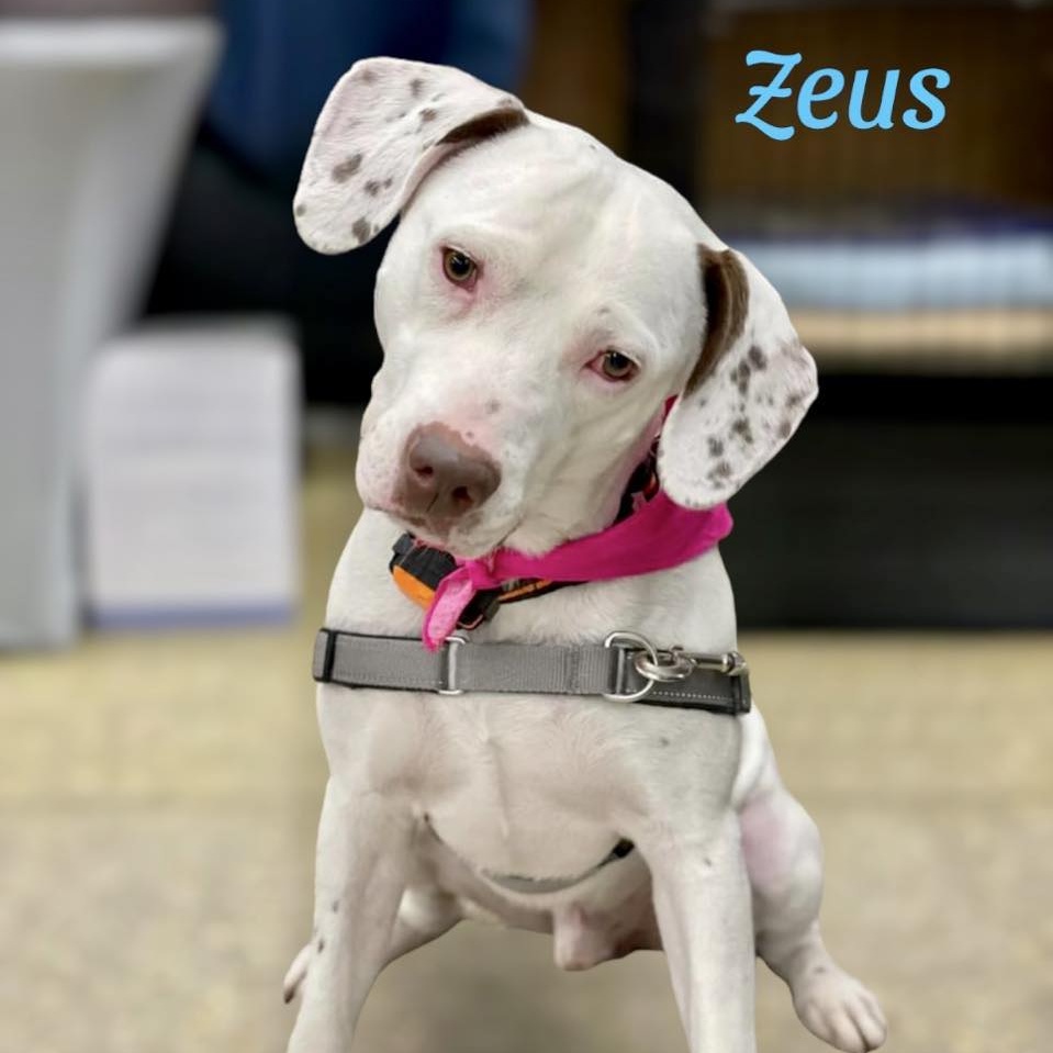 ZEUS