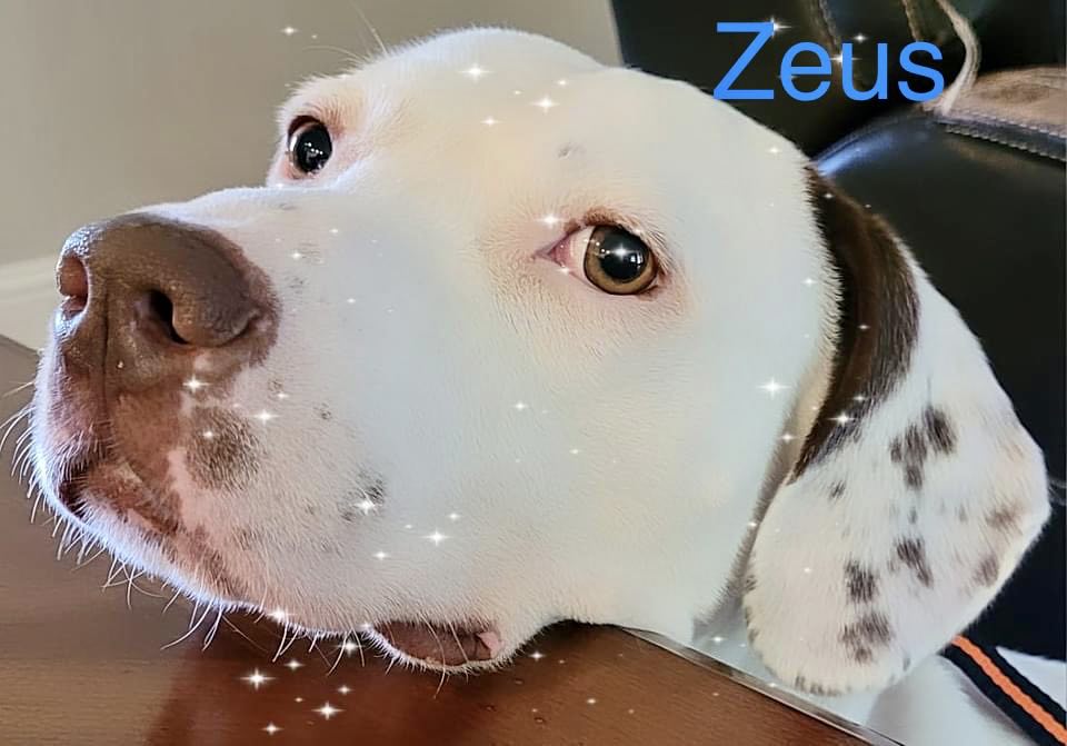 ZEUS