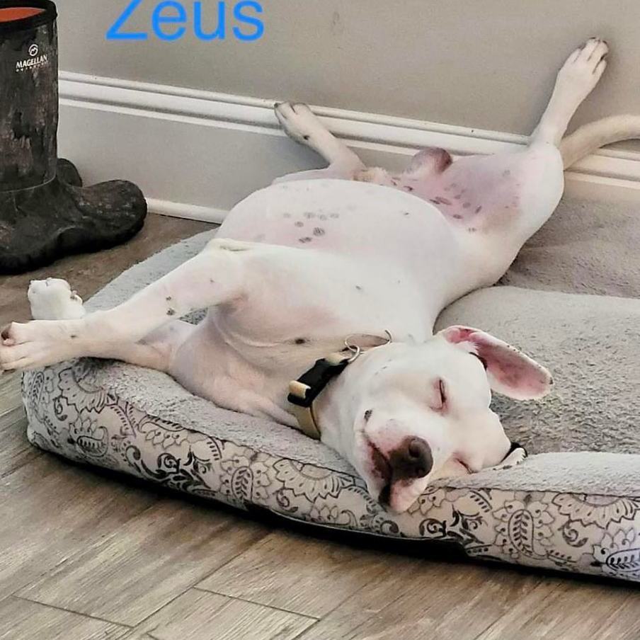 ZEUS