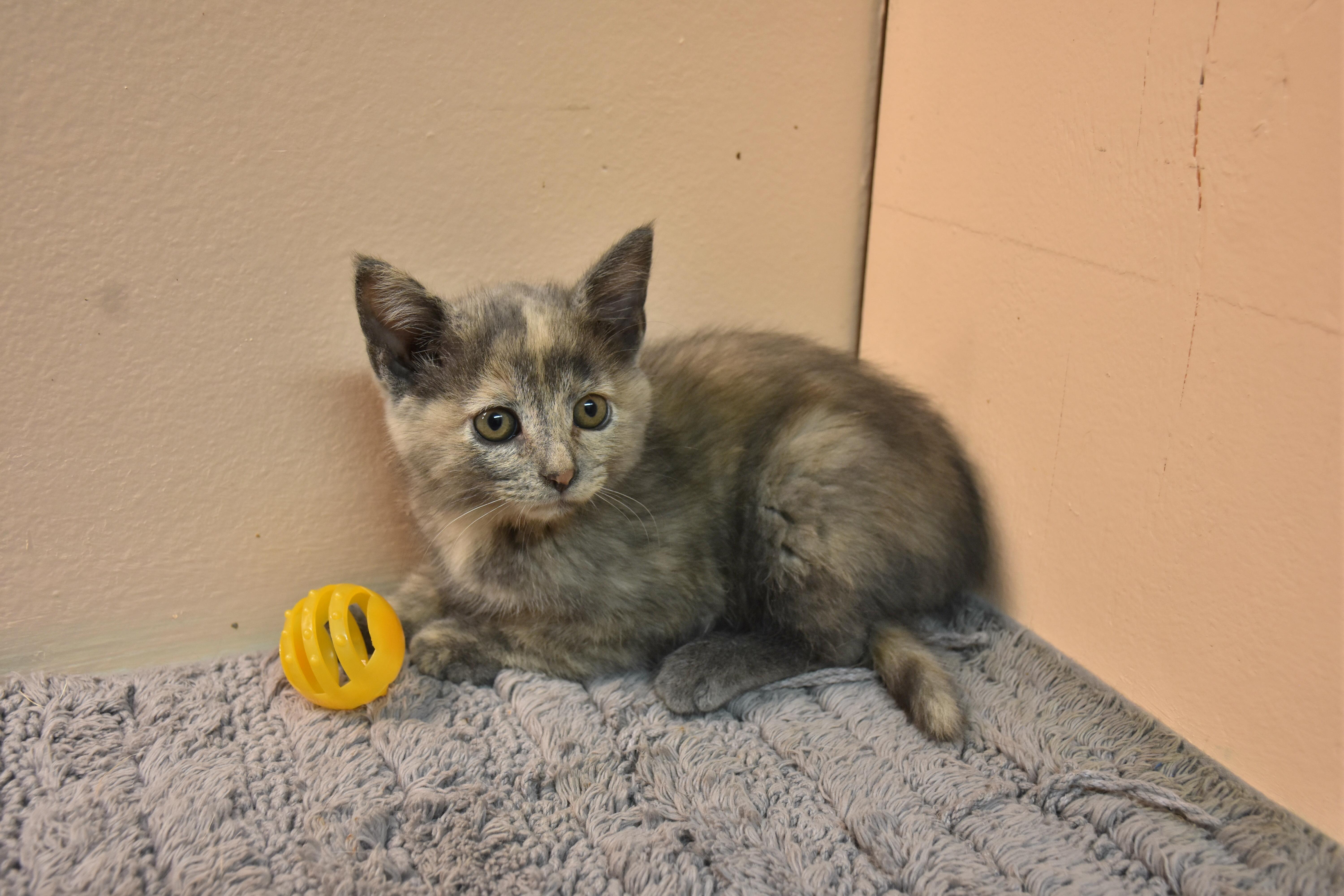 Peaches, Adoptable, Kitten Female Domestic Short Hair.
