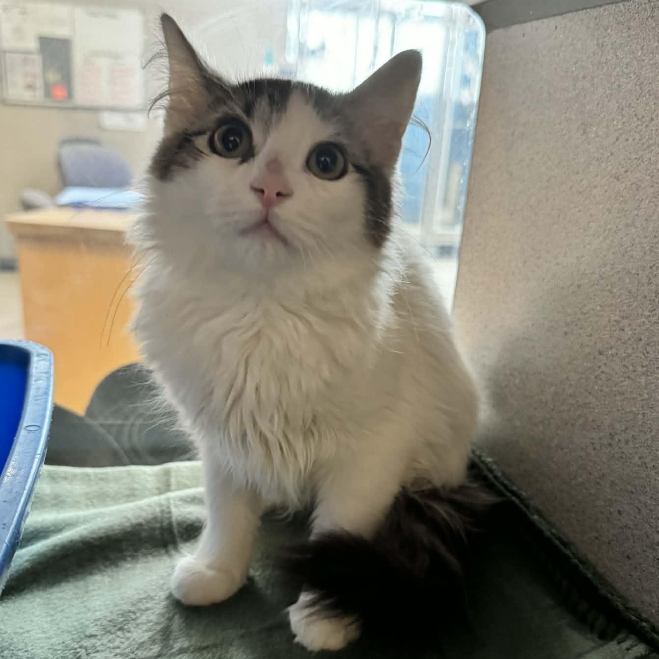 Enlarge Pixie, an adopted Domestic Medium Hair in Waterloo, IA image 2/2