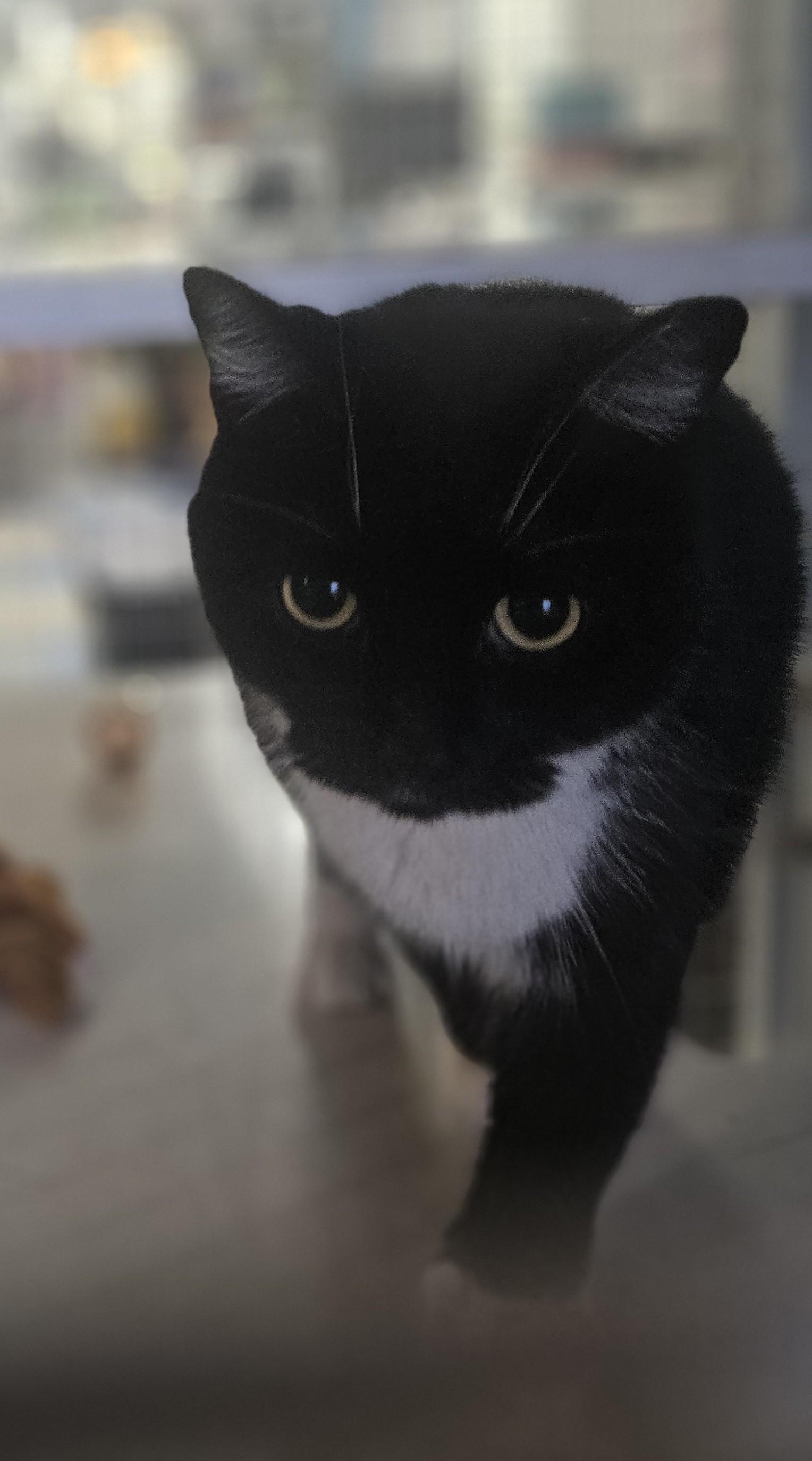 Cardigan, Adoptable, Adult Female Domestic Medium Hair.