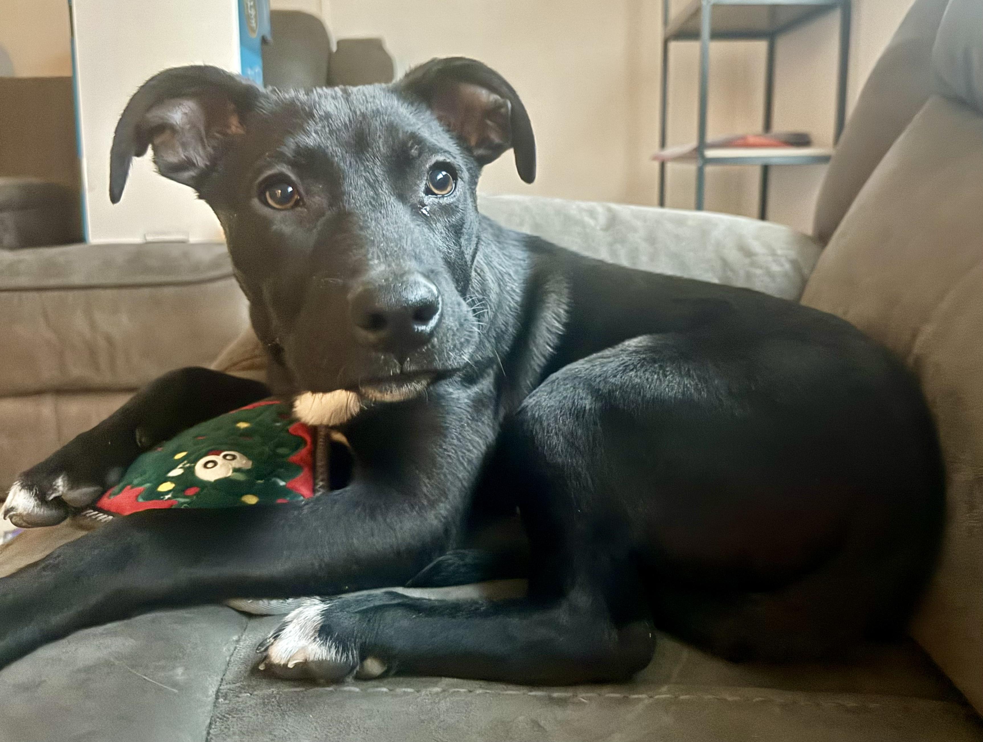 Enlarge Happy NY!, a Adoptable mixed breed in Cincinnati, OH image 4/6