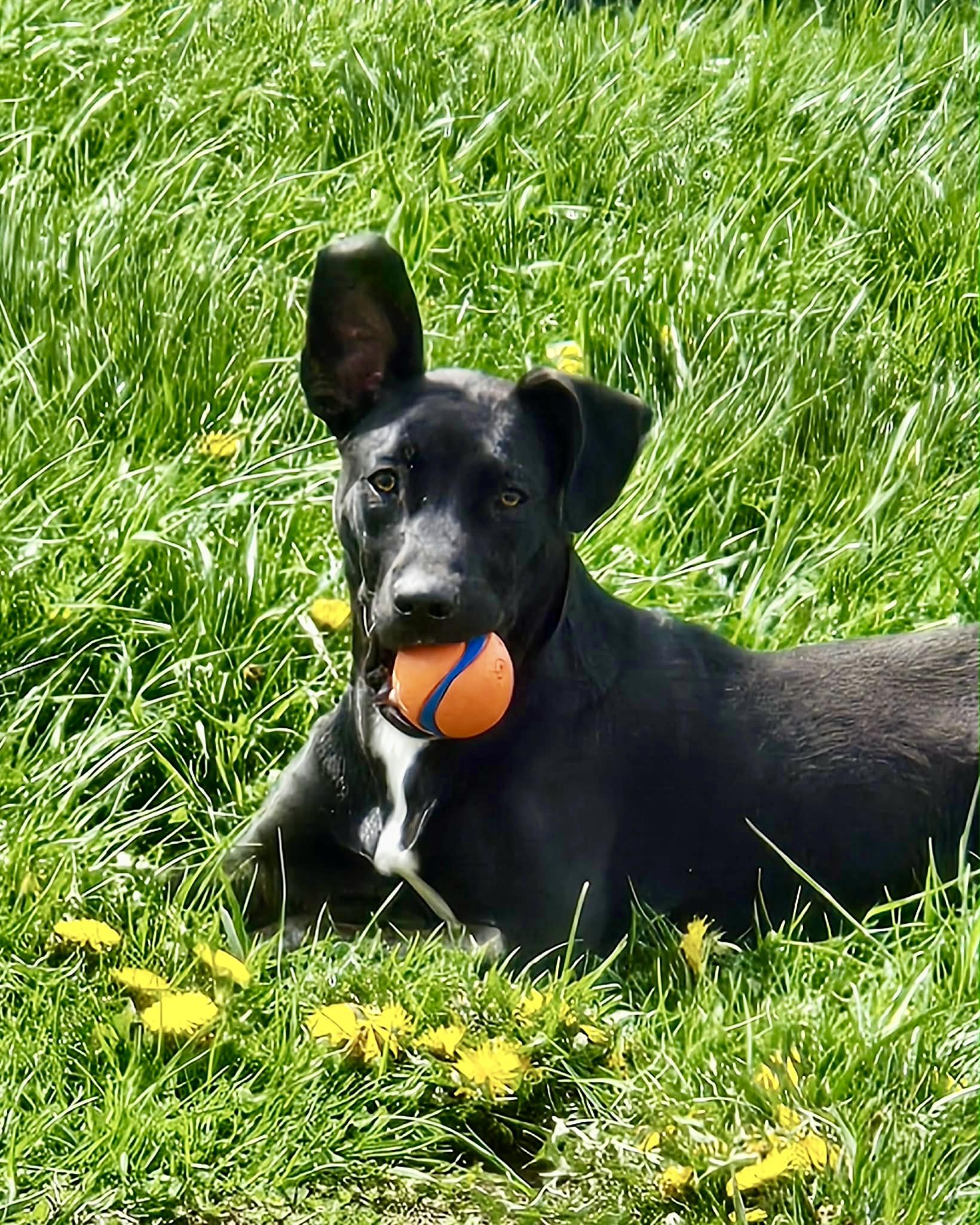 Happy NY!, Adoptable, Puppy Male Black Labrador Retriever.