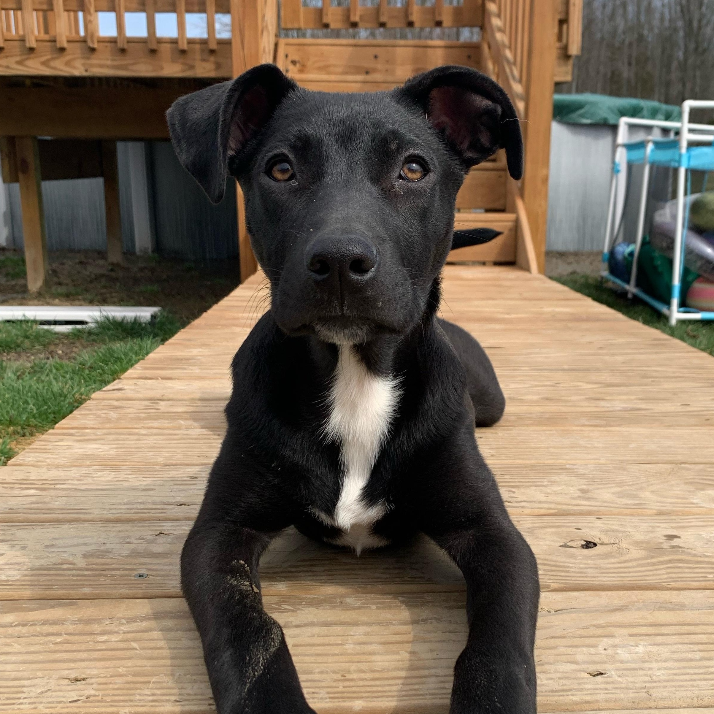 Enlarge Happy NY!, a Adoptable mixed breed in Cincinnati, OH image 2/6