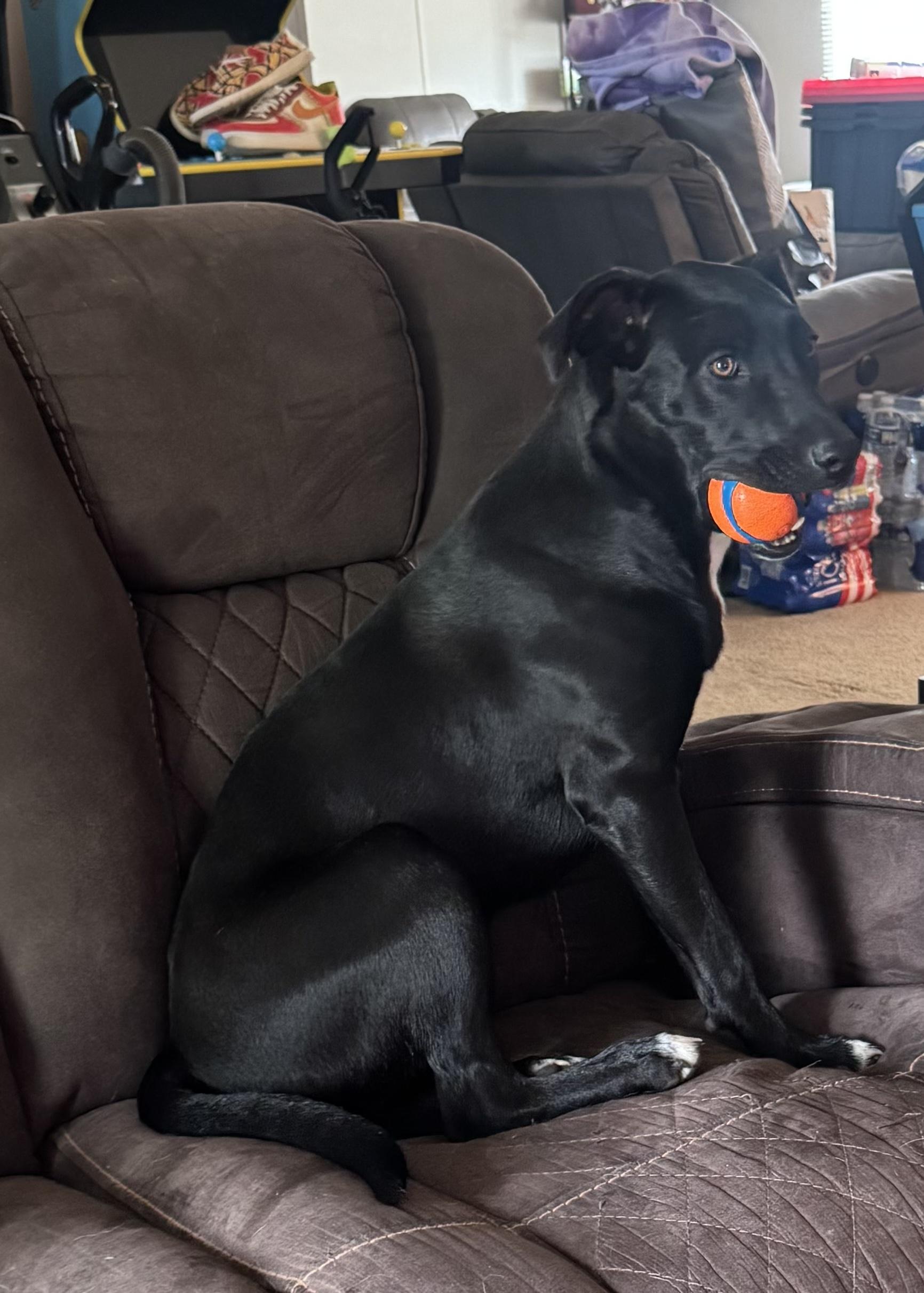 Happy NY!, a Adoptable mixed breed in Cincinnati, OH image 6/6