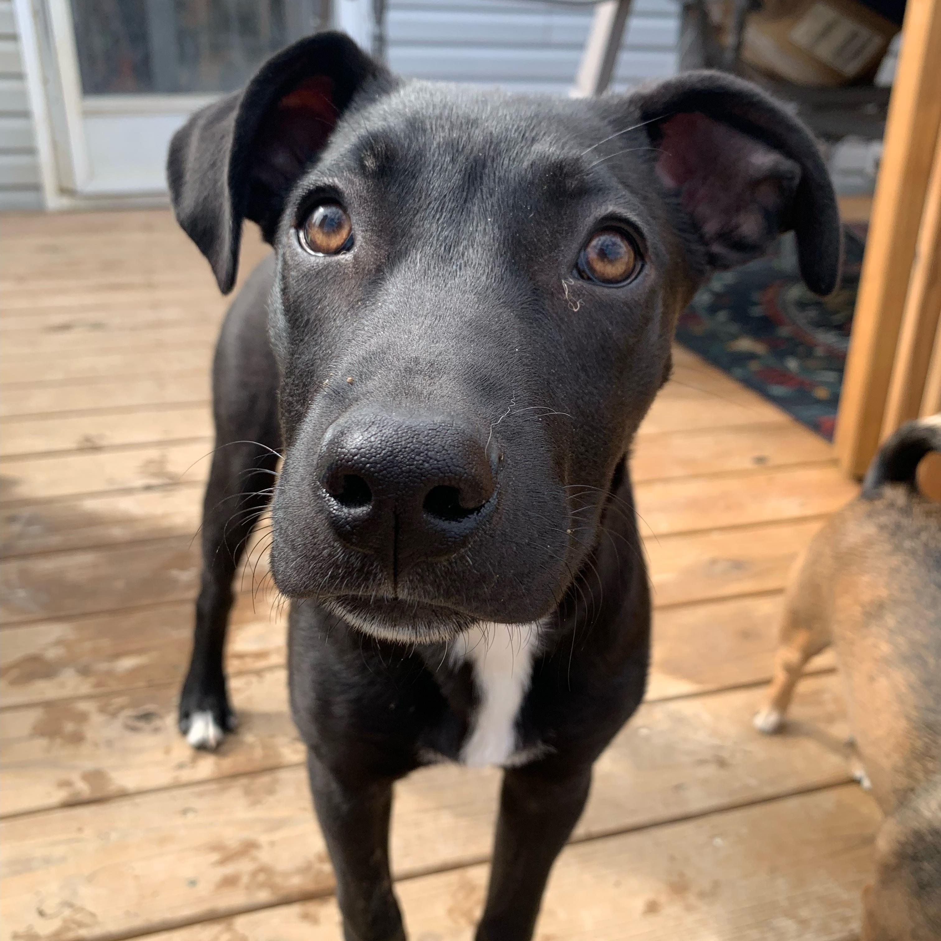 Enlarge Happy NY!, a Adoptable mixed breed in Cincinnati, OH image 1/6