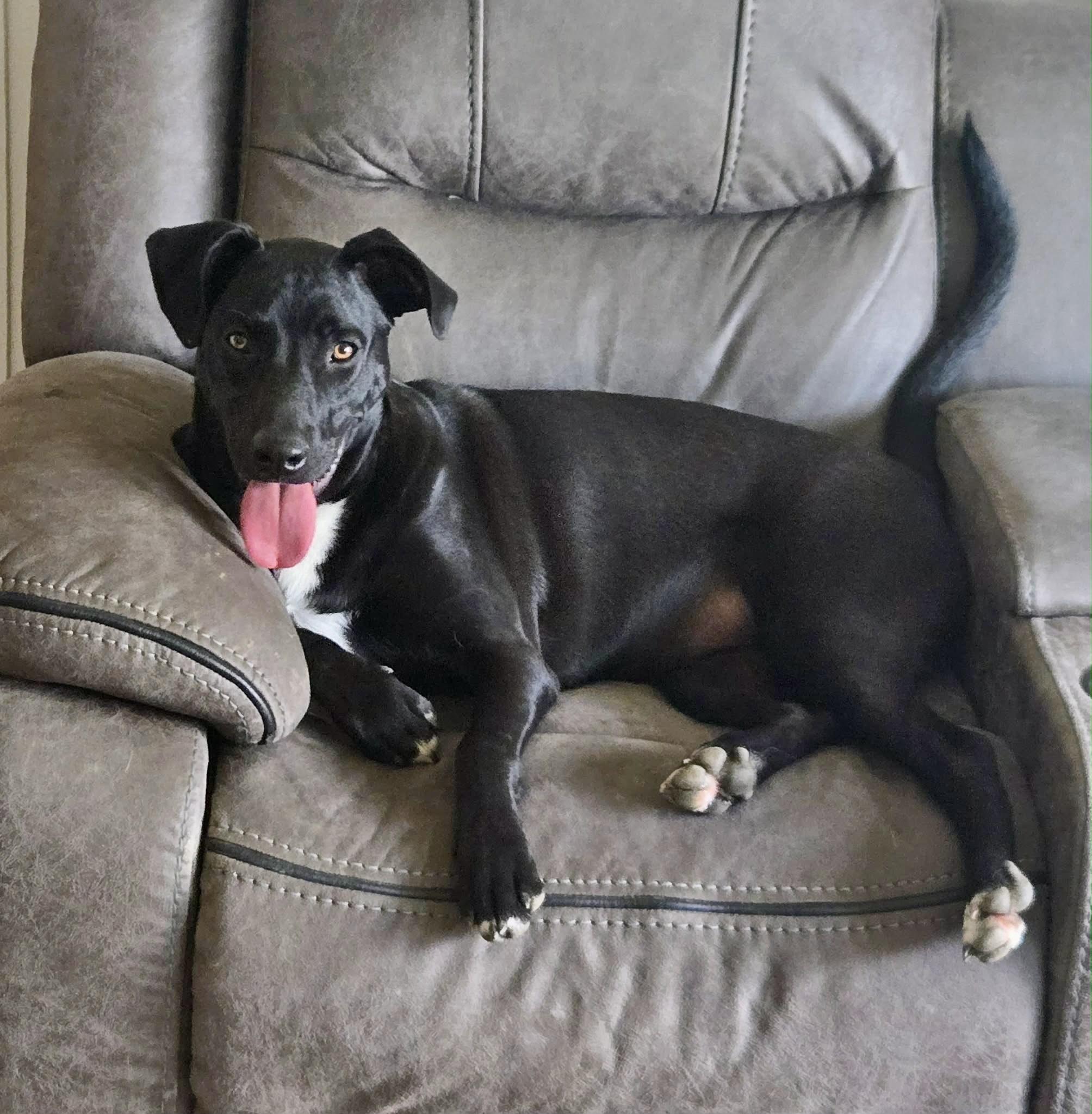 Happy NY!, a Adoptable mixed breed in Cincinnati, OH image 5/6