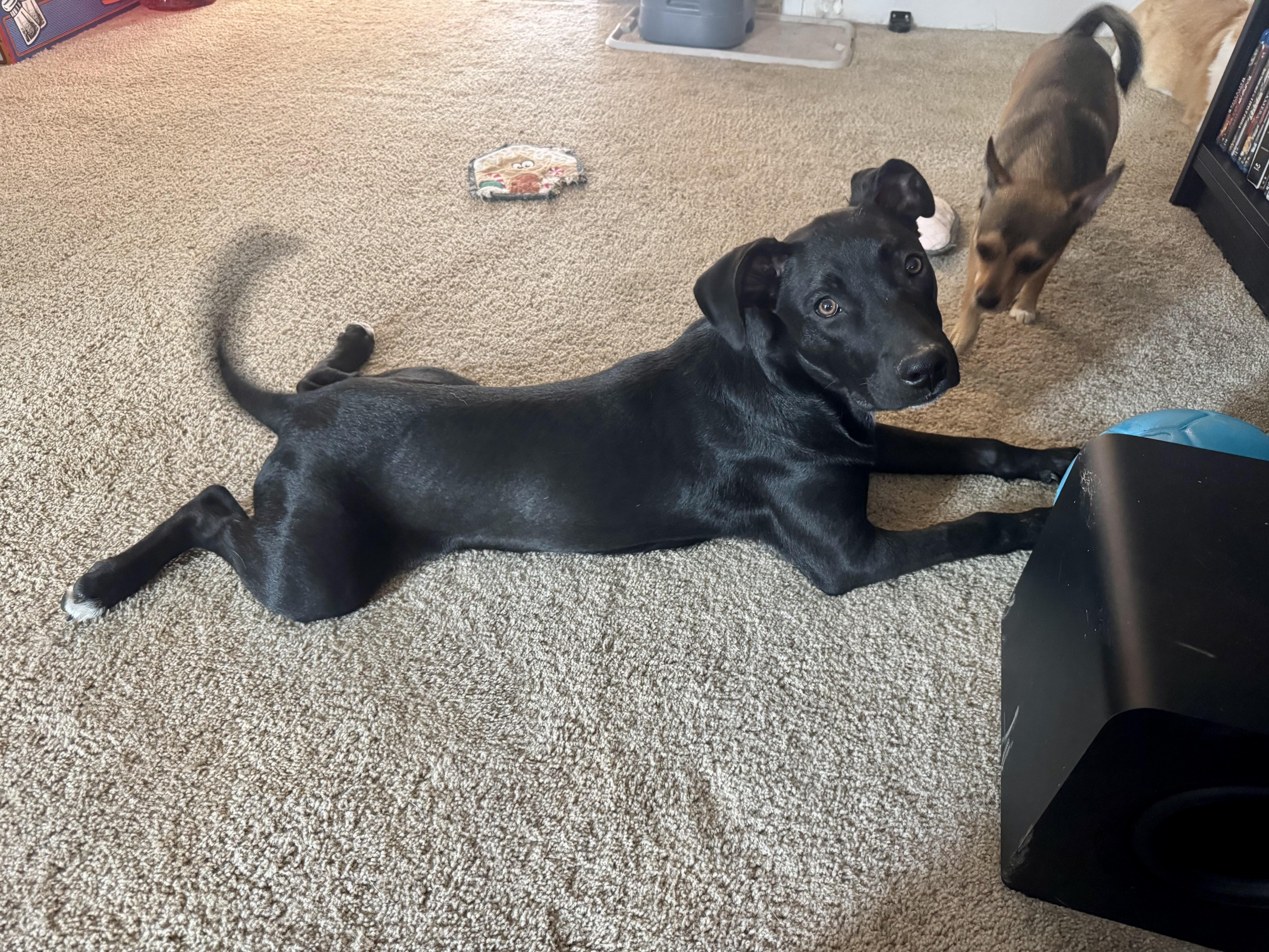 Enlarge Happy NY!, a Adoptable mixed breed in Cincinnati, OH image 5/6