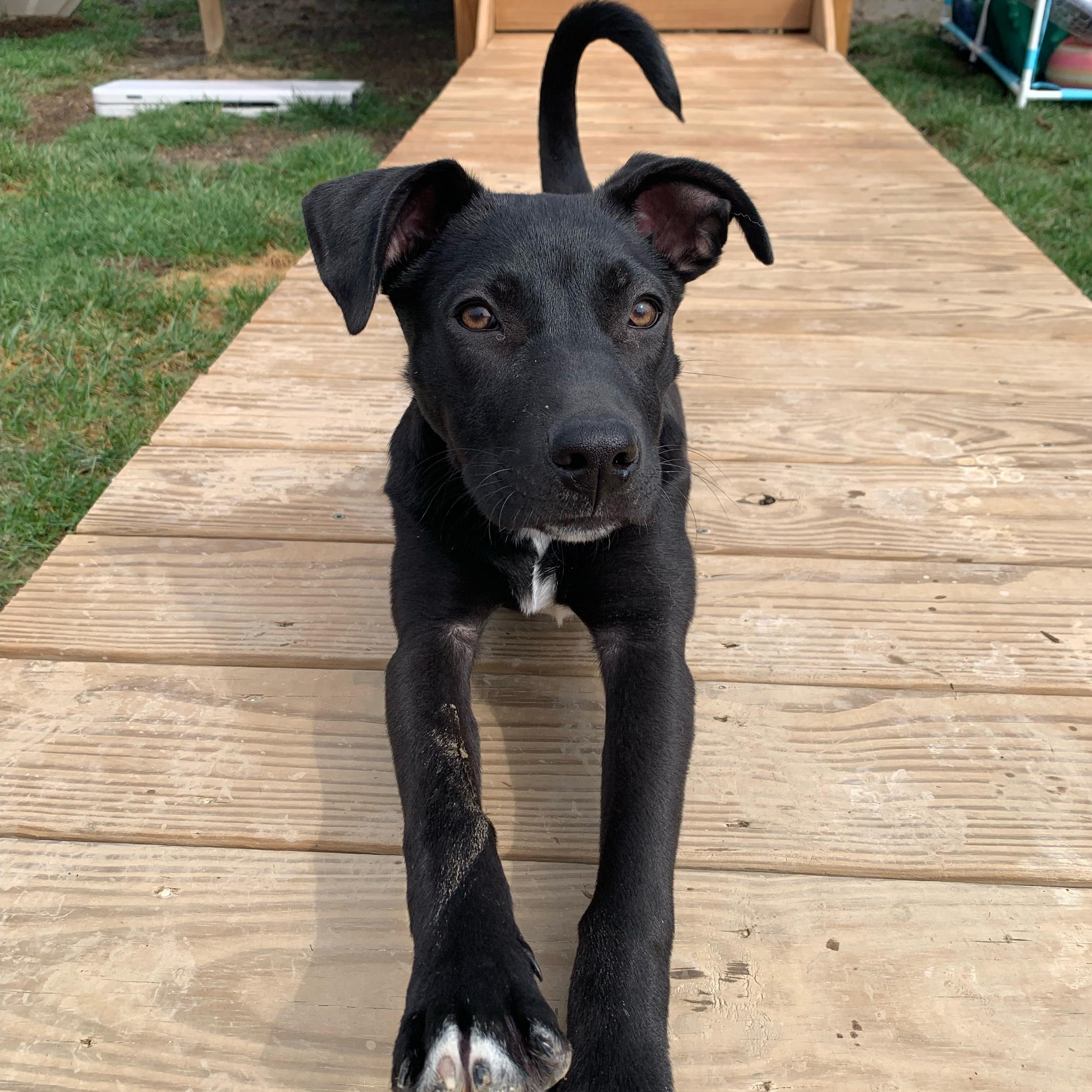 Enlarge Happy NY!, a Adoptable mixed breed in Cincinnati, OH image 3/6