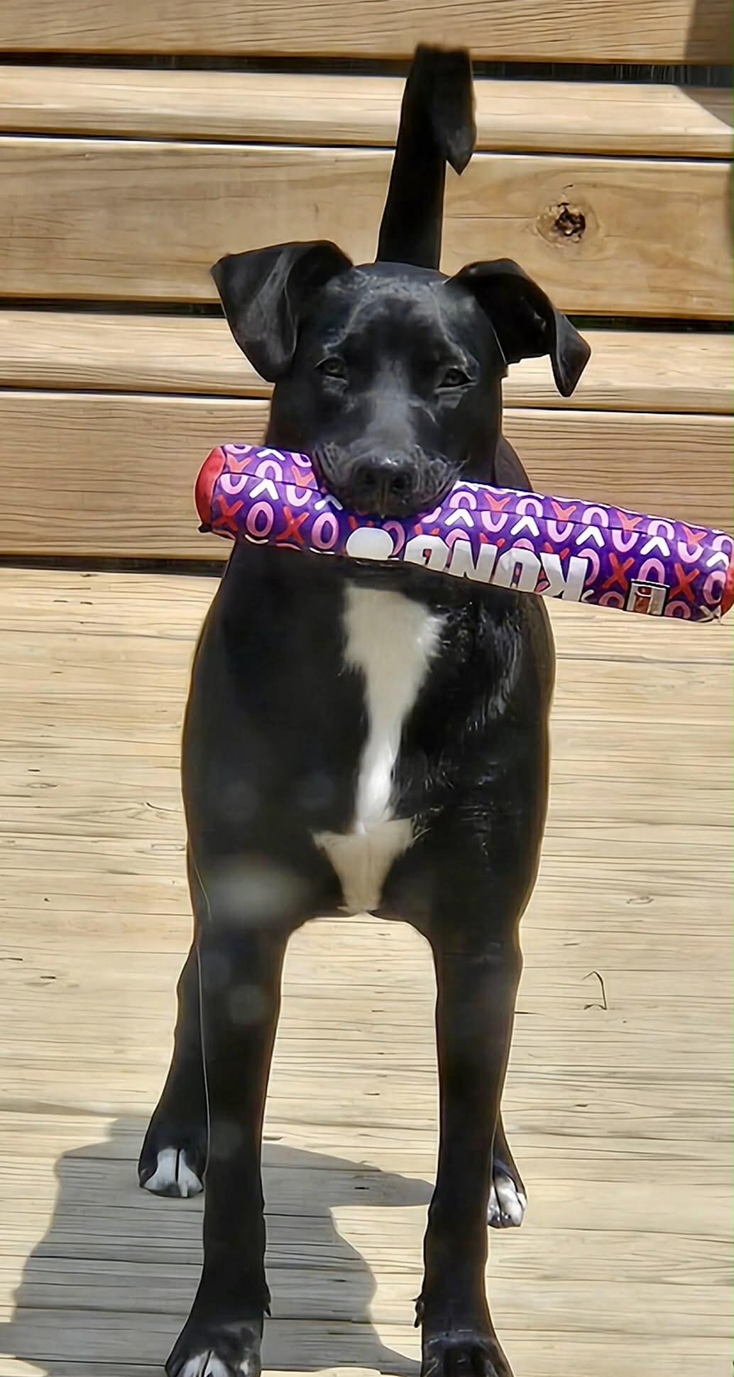 Happy NY!, a Adoptable mixed breed in Cincinnati, OH image 4/6