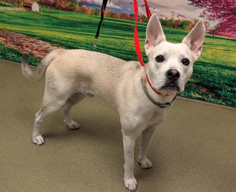 SAVE ME PLEASE - Shelter is over capacity - Blakey -ID# A544329