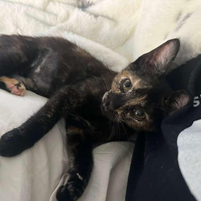 Enlarge Doodle (bonded with Bubbles), a Adoptable Domestic Short Hair in Lawrenceville, GA image 2/5