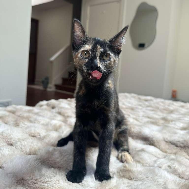 Enlarge Doodle (bonded with Bubbles), a Adoptable Domestic Short Hair in Lawrenceville, GA image 3/5