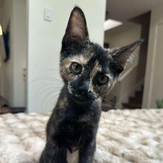 Doodle (bonded with Bubbles), Adoptable, Kitten Female Domestic Short Hair.