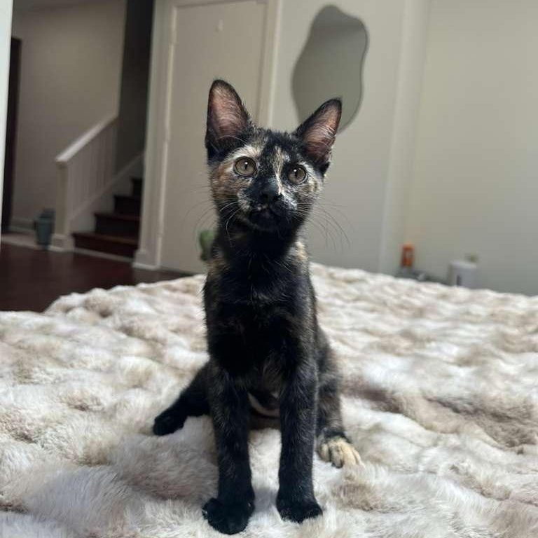 Enlarge Doodle (bonded with Bubbles), a Adoptable Domestic Short Hair in Lawrenceville, GA image 4/5