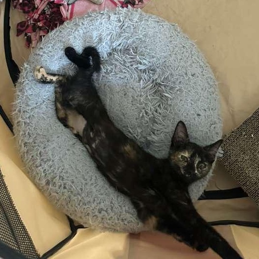 Enlarge Doodle (bonded with Bubbles), a Adoptable Domestic Short Hair in Lawrenceville, GA image 5/5