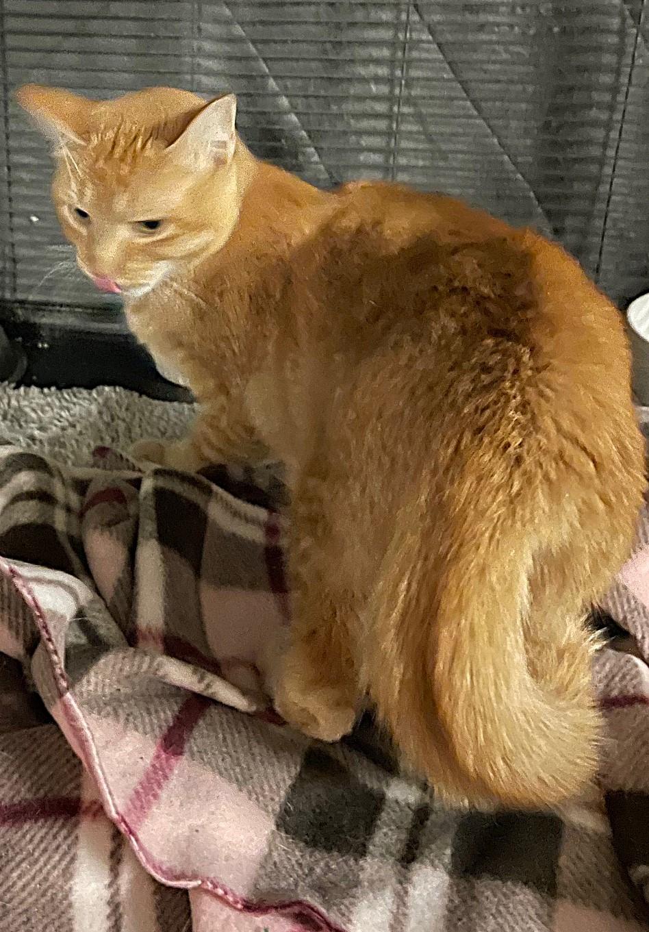 Enlarge Sweet – a Gorgeous Ginger ready to steal your heart, a Adoptable Domestic Short Hair in Prescott, AZ image 2/2