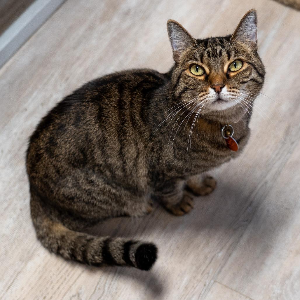 Enlarge Freya, a Adoptable Domestic Short Hair in Durango, CO image 2/4