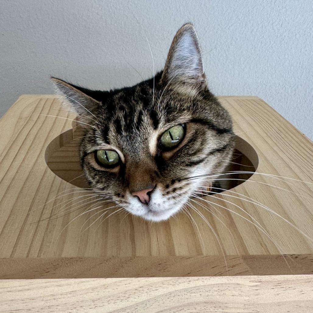 Enlarge Freya, a Adoptable Domestic Short Hair in Durango, CO image 3/4
