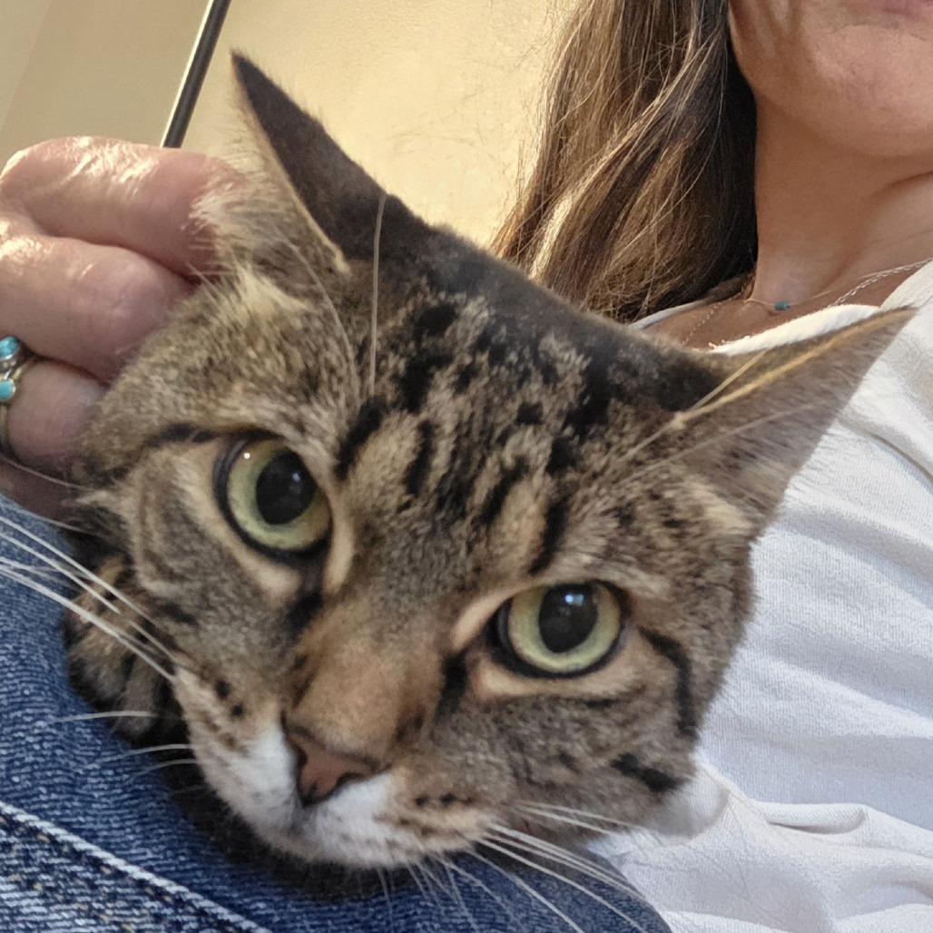 Enlarge Freya, a Adoptable Domestic Short Hair in Durango, CO image 4/4