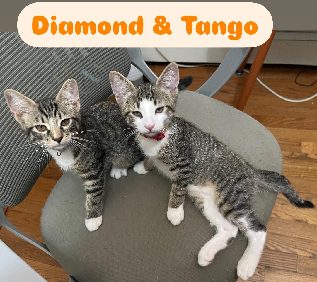 Tango & Diamond