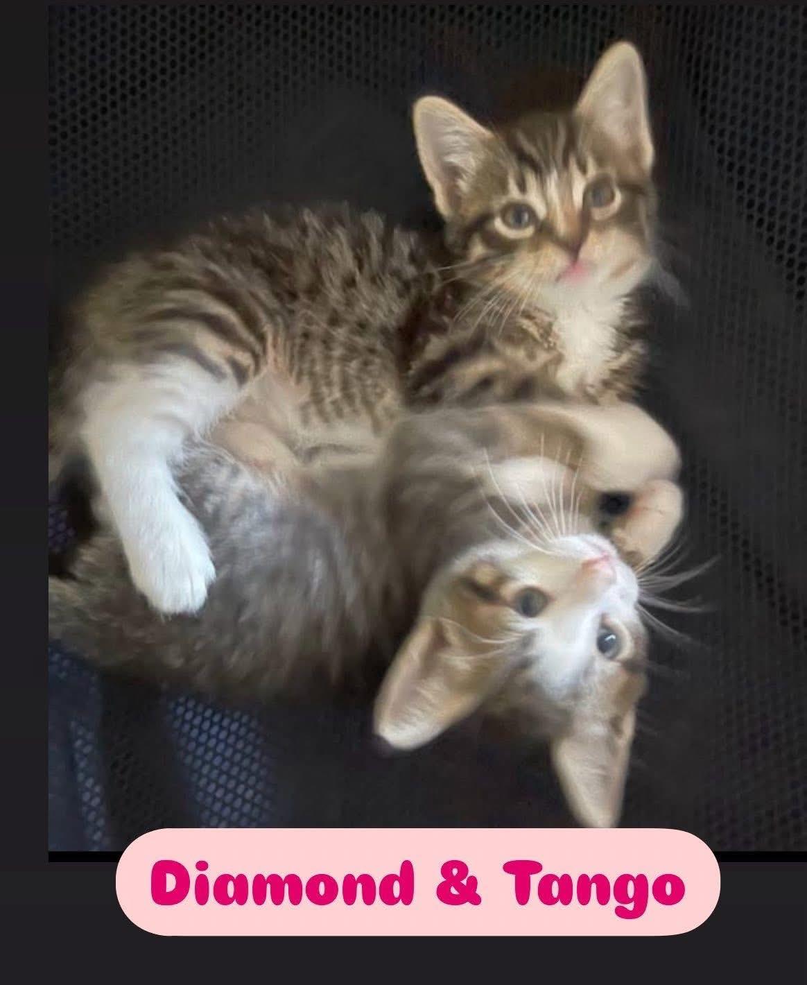 Tango & Diamond